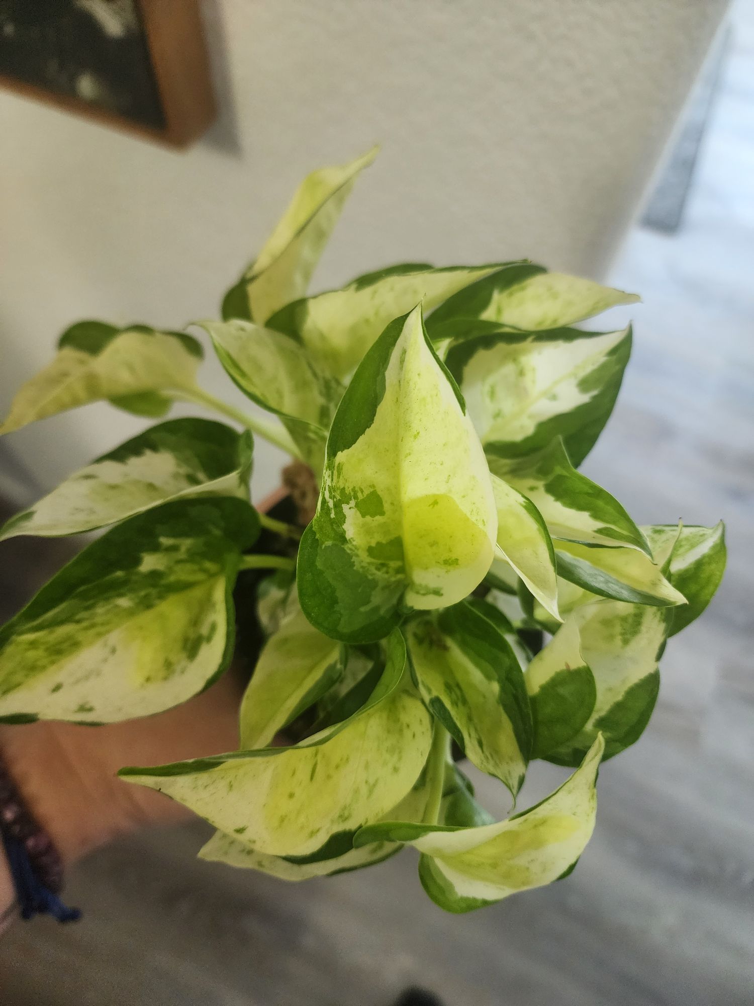 philodendron paraiso Philodendron Paraiso Verde — Aroidasia