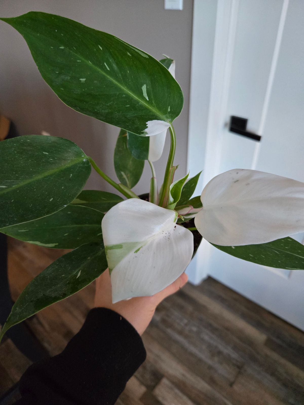 ligustrum tree Wax Leaf Ligustrum – Lichtenfelt's main image 0