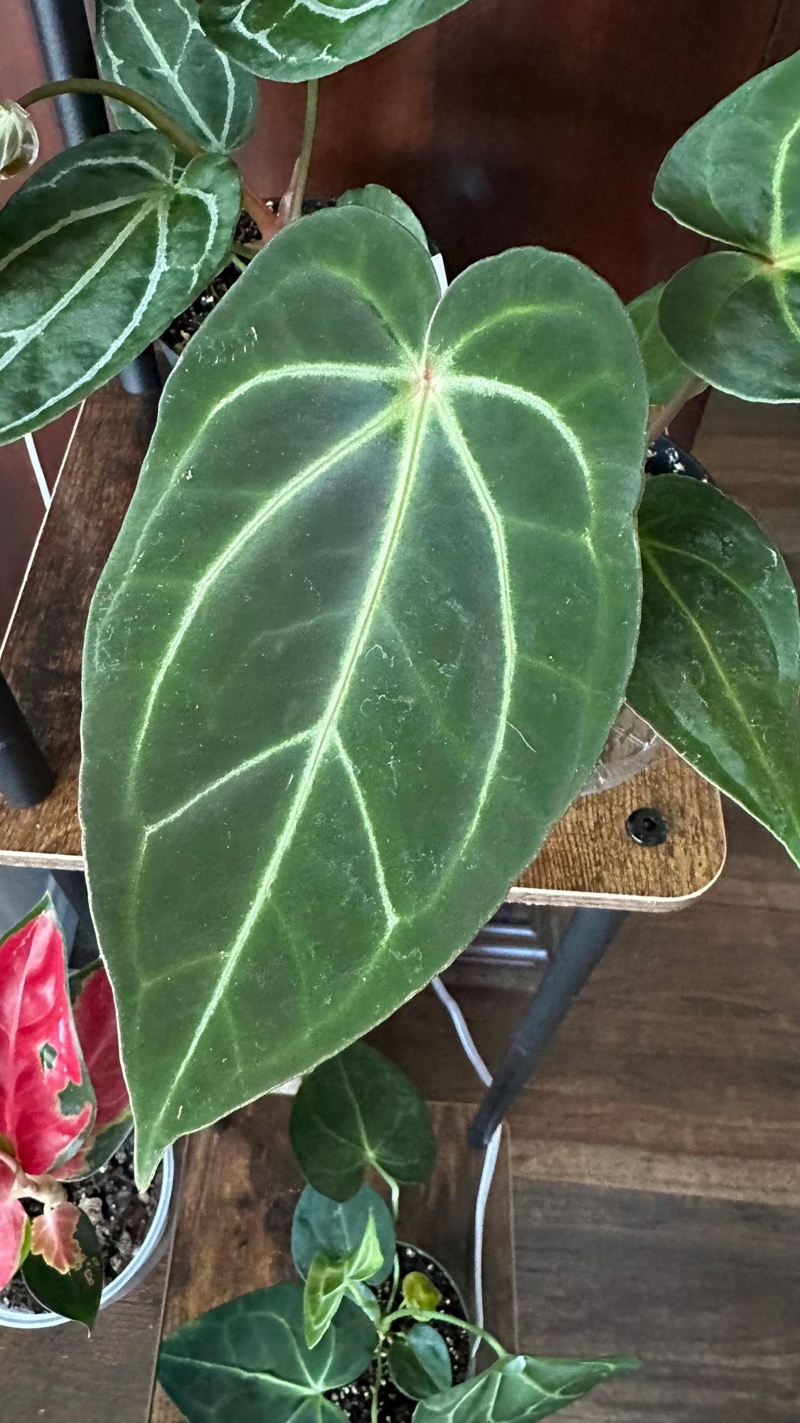 house plant subscription box Plant Projects