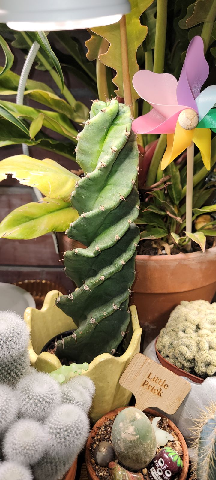 4" Cereus Forbesii 'Spiralis'  BWH Plant Co