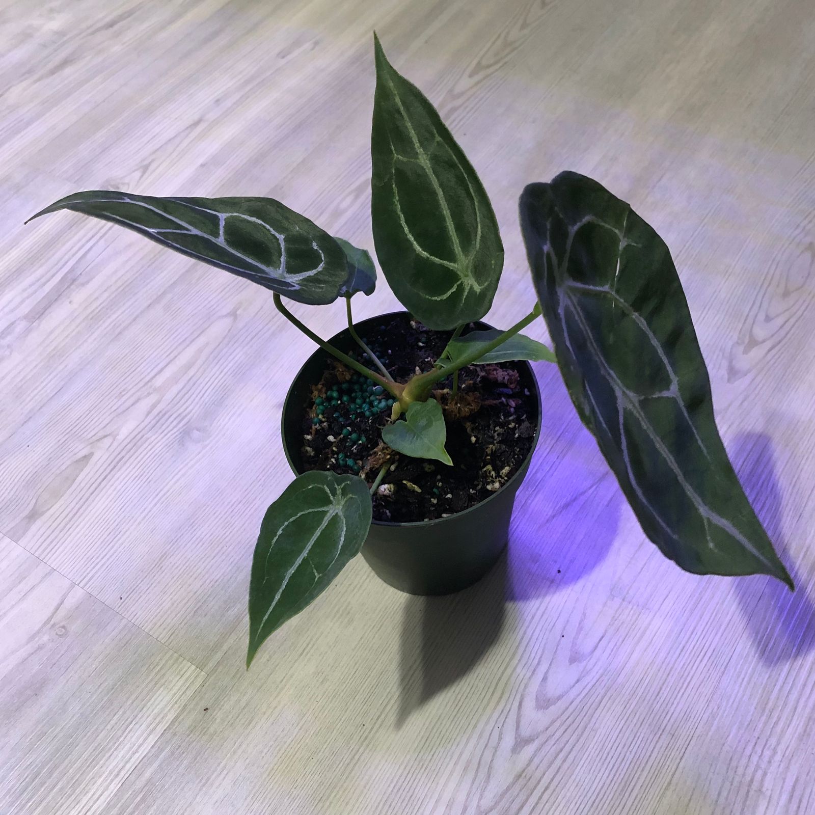 4" Anthurium 'Forgetii Hybrid'  BWH Plant Co
