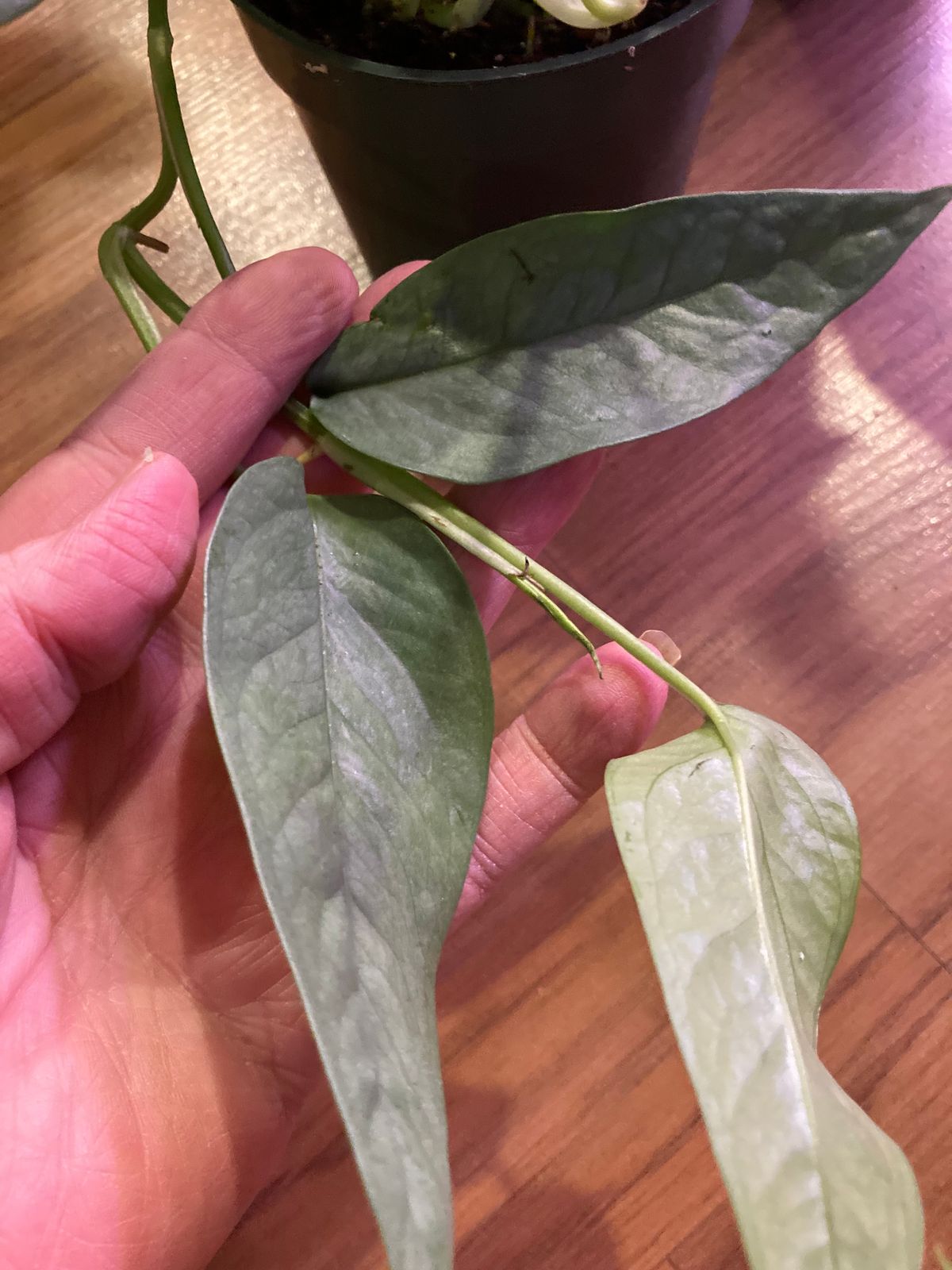 8" Epipremnum 'Cebu Blue' (Hanging Basket)  BWH Plant Co
