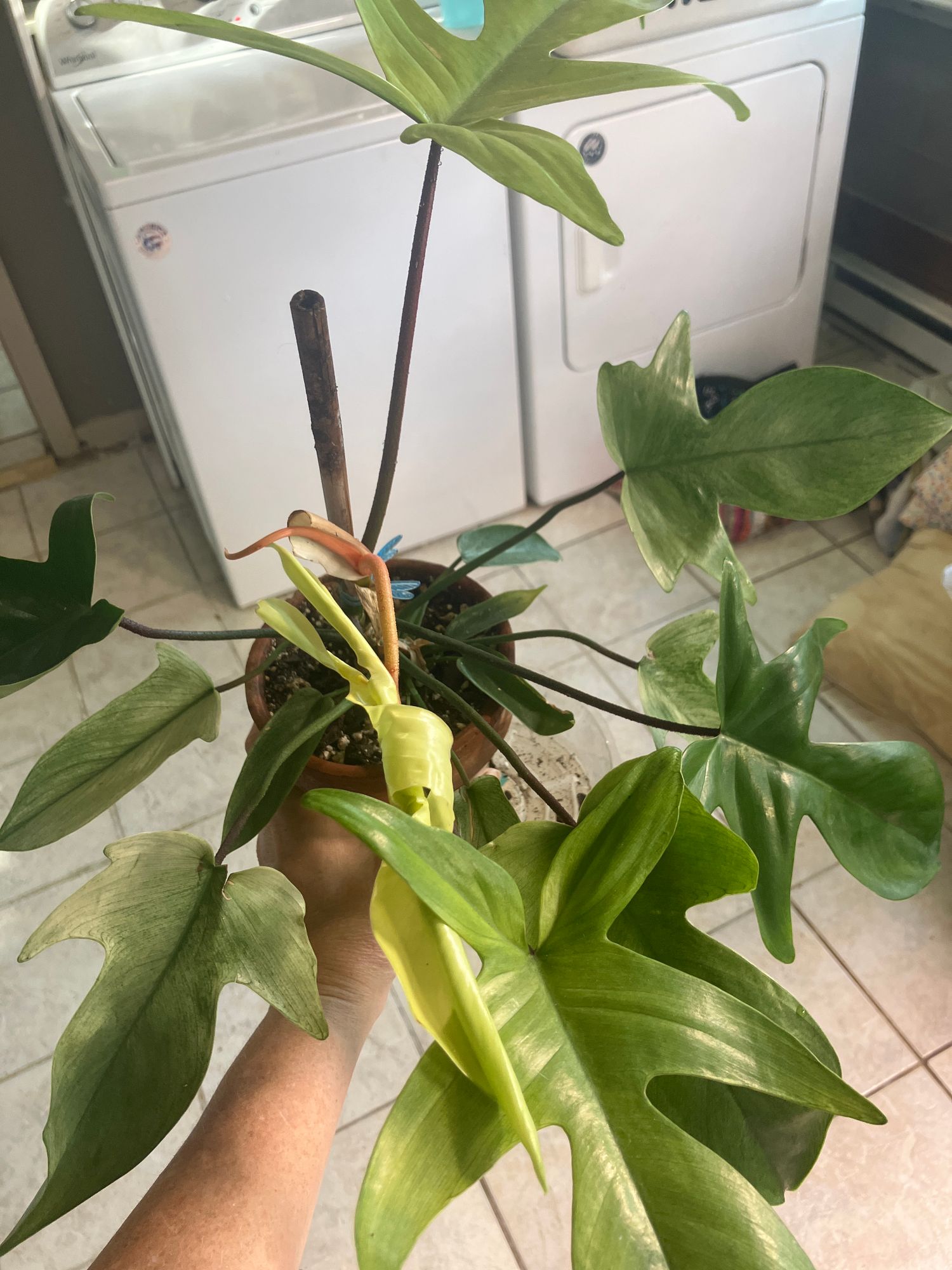 4" Philodendron 'Florida Ghost' - BWH Plant Co.