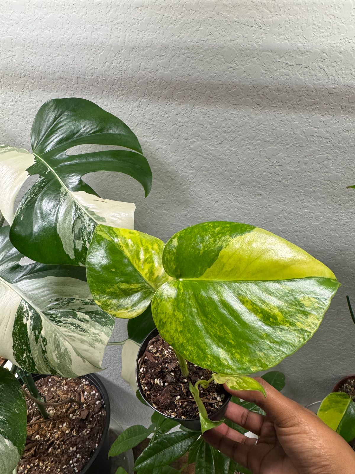 nawoz monstera Monstera Adansonii Neon – Angie's Planties main image 0