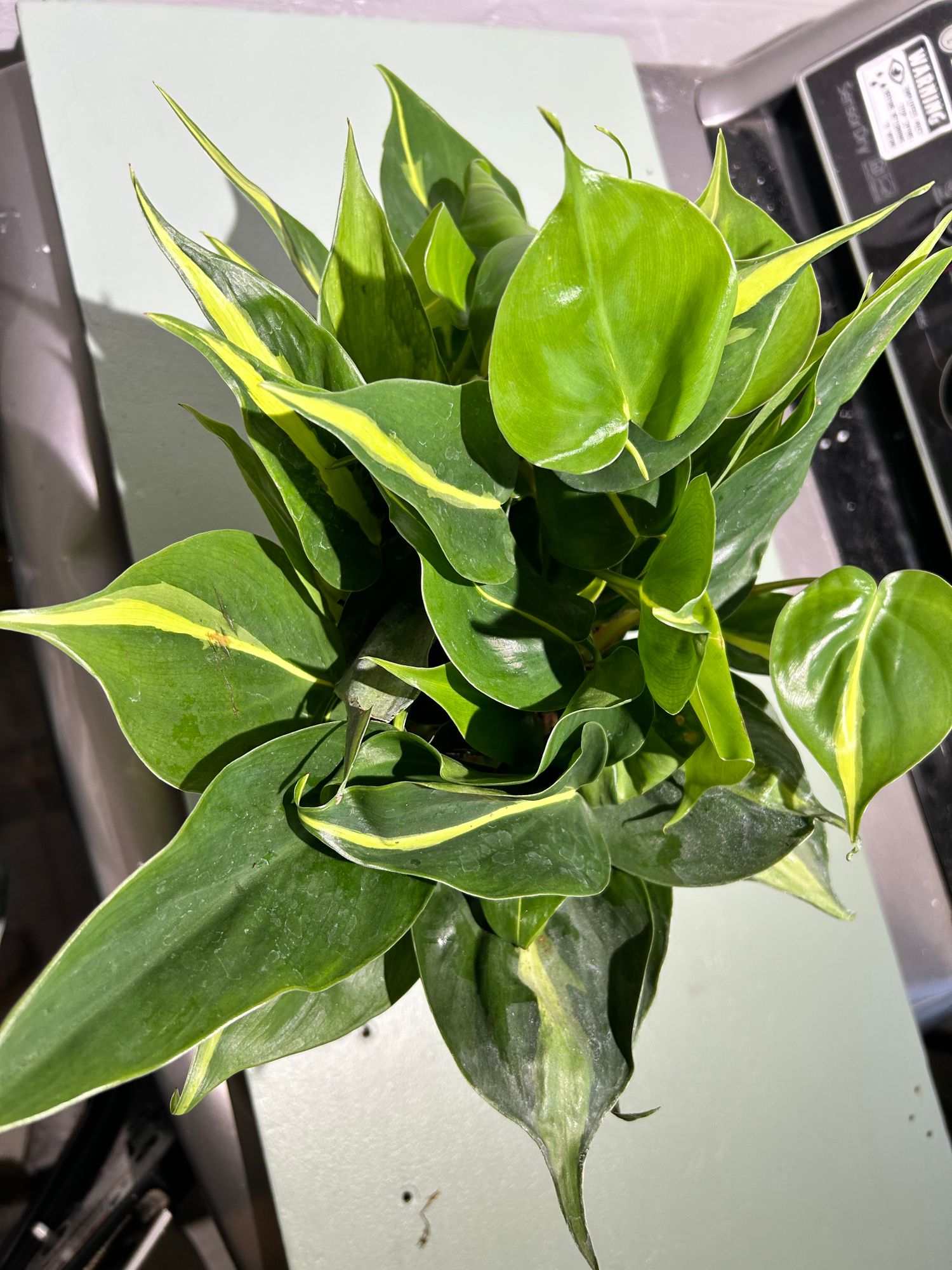 6" Philodendron 'Brasil' (Hanging Basket)  BWH Plant Co