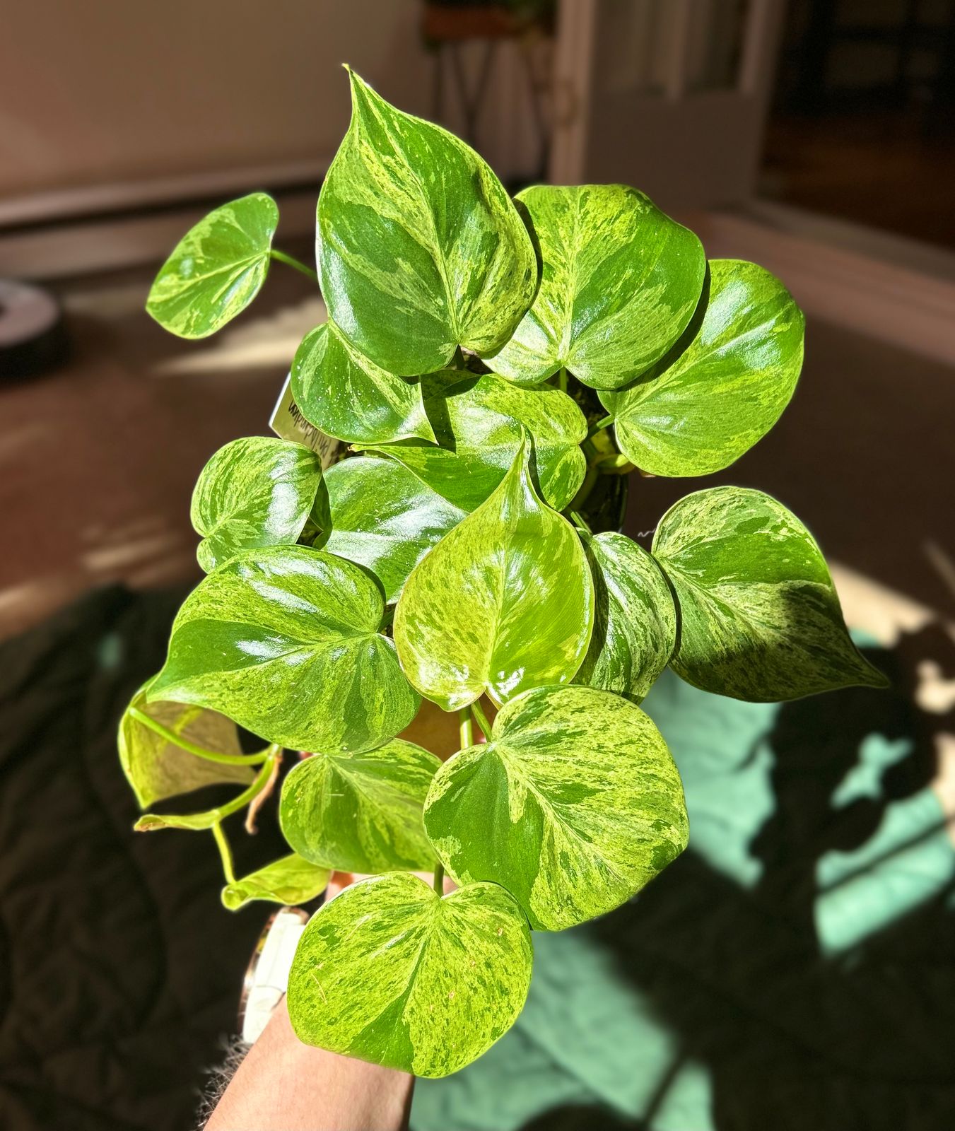 4" Variegated Philodendron Hederaceum  BWH Plant Co