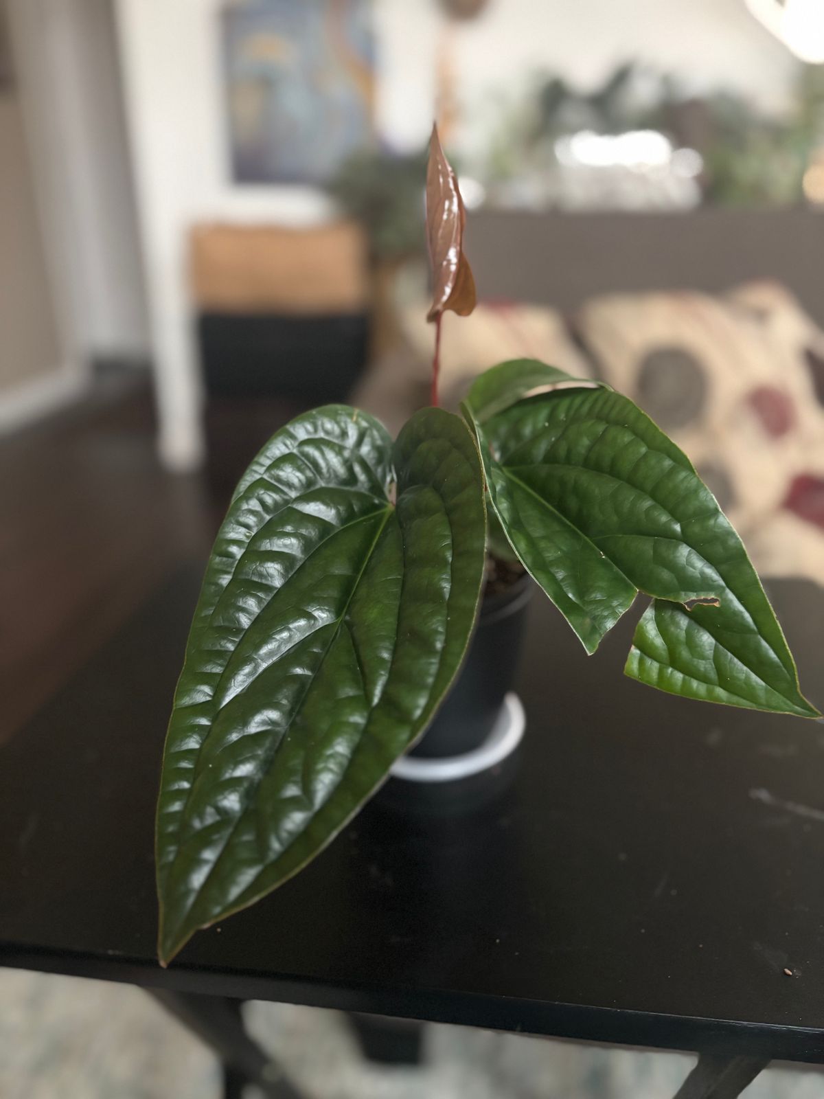 4" Anthurium 'Radicans x Luxurians'  BWH Plant Co