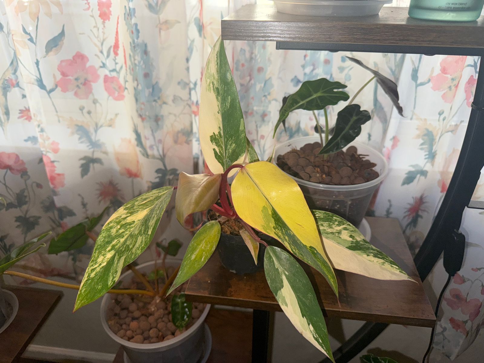 hoya hoya plant 5