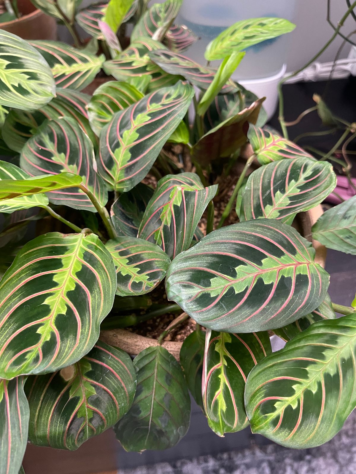 4" Maranta Leuconeura Red 'Prayer Plant'  BWH Plant Co
