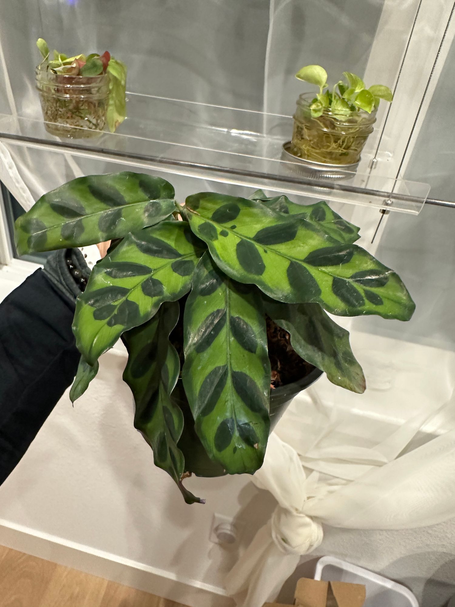 aldi efeu sichtschutz Efeu & Efeuhecke Sichtschutz, Efeu Element & Efeu Zaun kaufen, 180 cm Hhe,  Bis zu 30% Sparen  Efeuria, die Gartenhecken aus Efeu