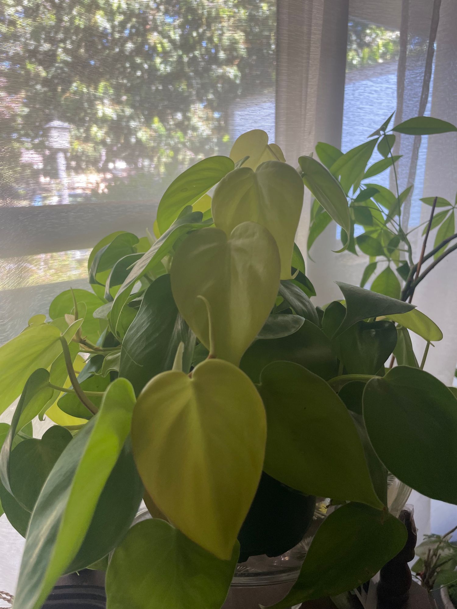 4" Philodendron 'Cordatum Lemon' - BWH Plant Co.