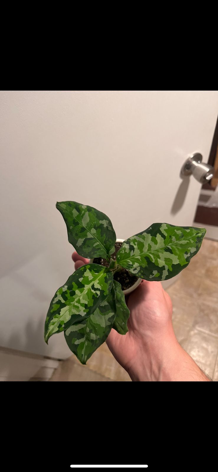 2" Aglaonema 'Pictum Tricolor'  BWH Plant Co