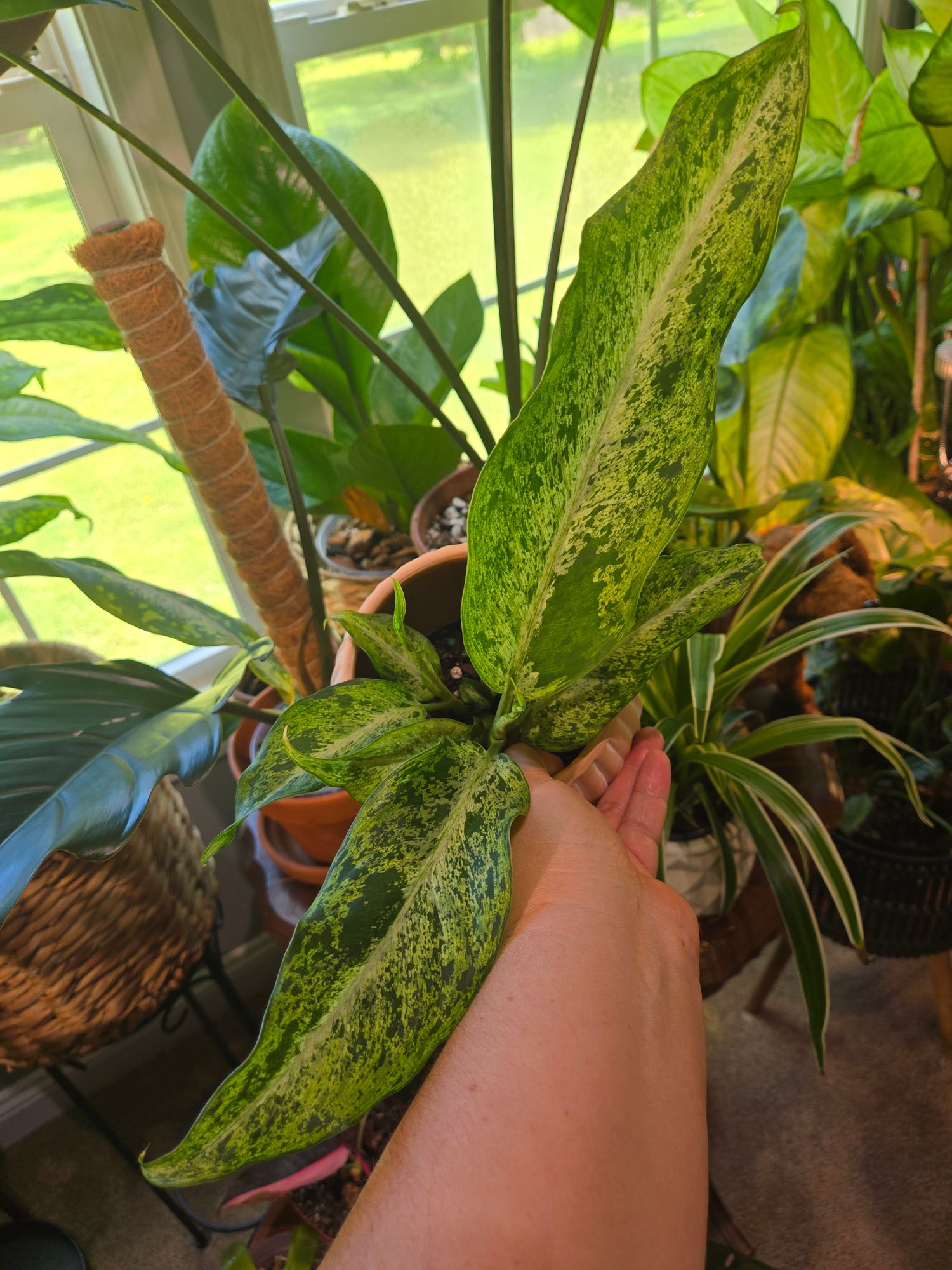 4" Dieffenbachia 'Camouflage'  BWH Plant Co