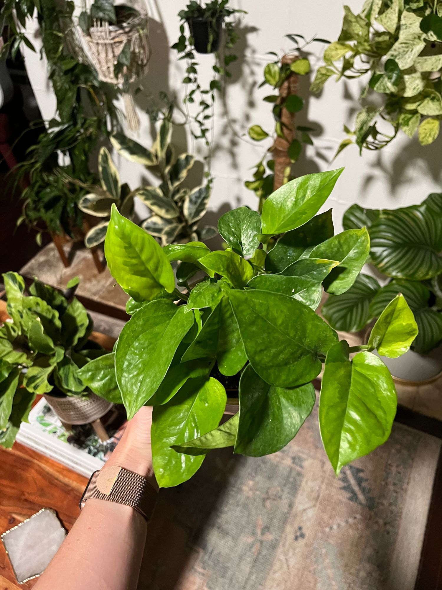 tricolor prayer plant Stromanthe Triostar main image 1