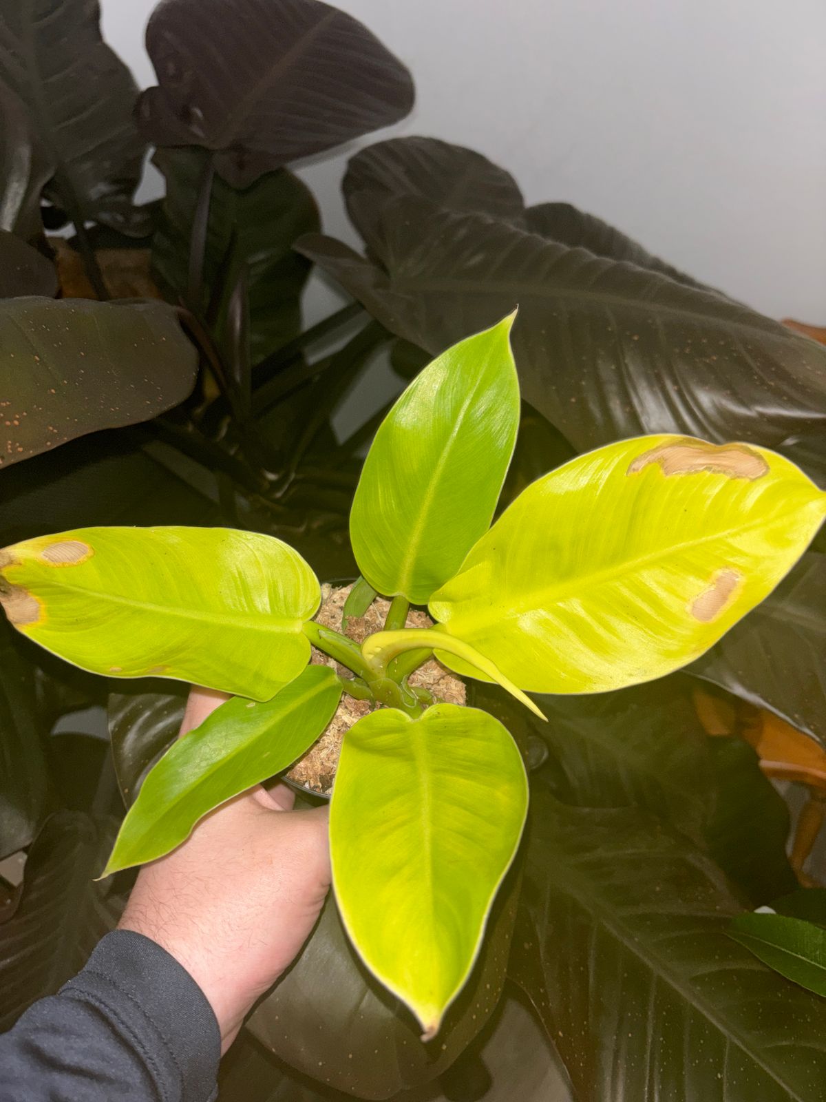 6" Philodendron 'Moonlight'  BWH Plant Co