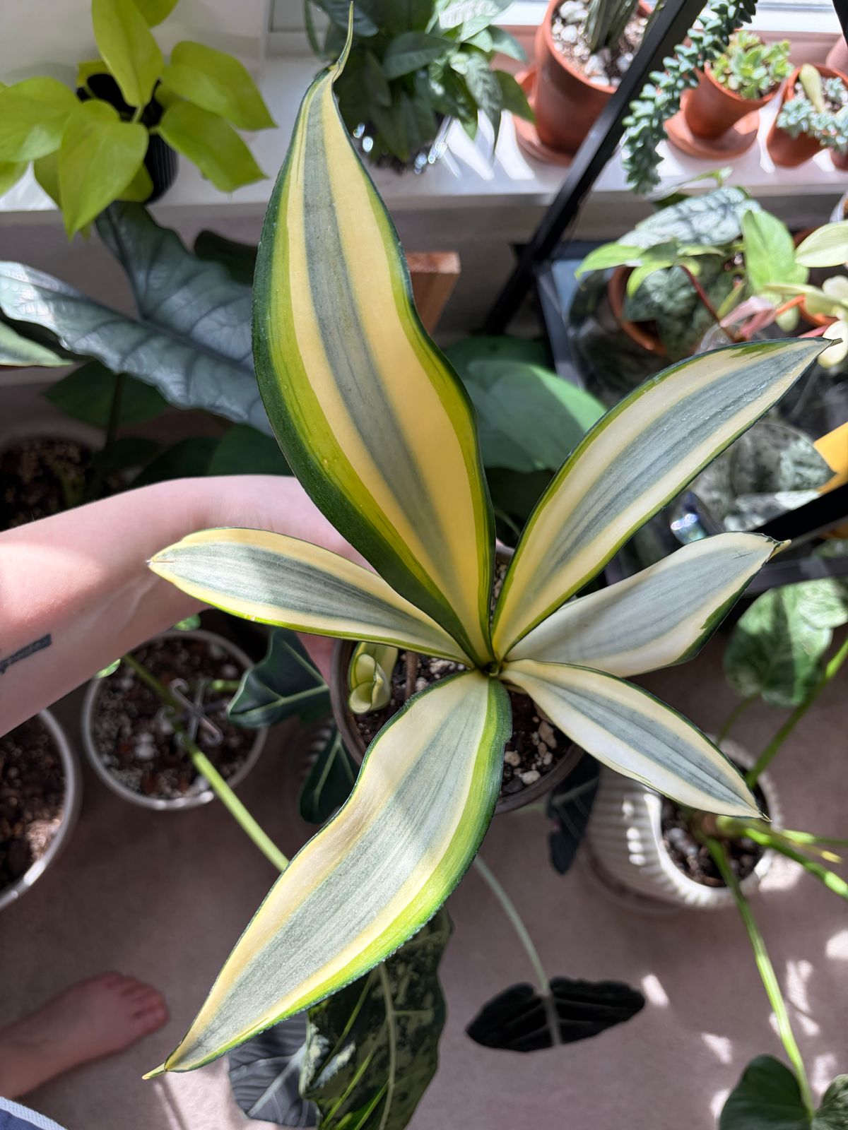 4" Sansevieria 'Ghost'  BWH Plant Co