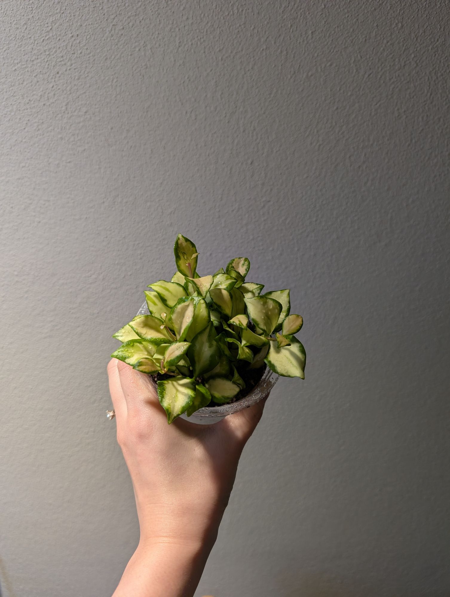 4" Hoya 'Heuschkeliana' Variegated  BWH Plant Co