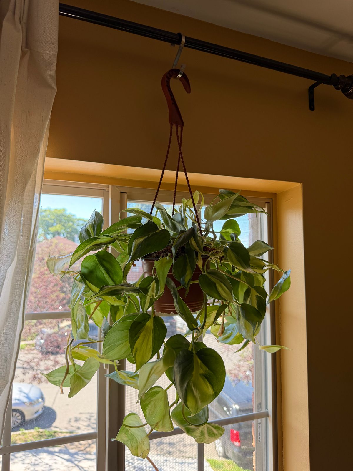 6" Philodendron 'Brasil' (Hanging Basket)  BWH Plant Co