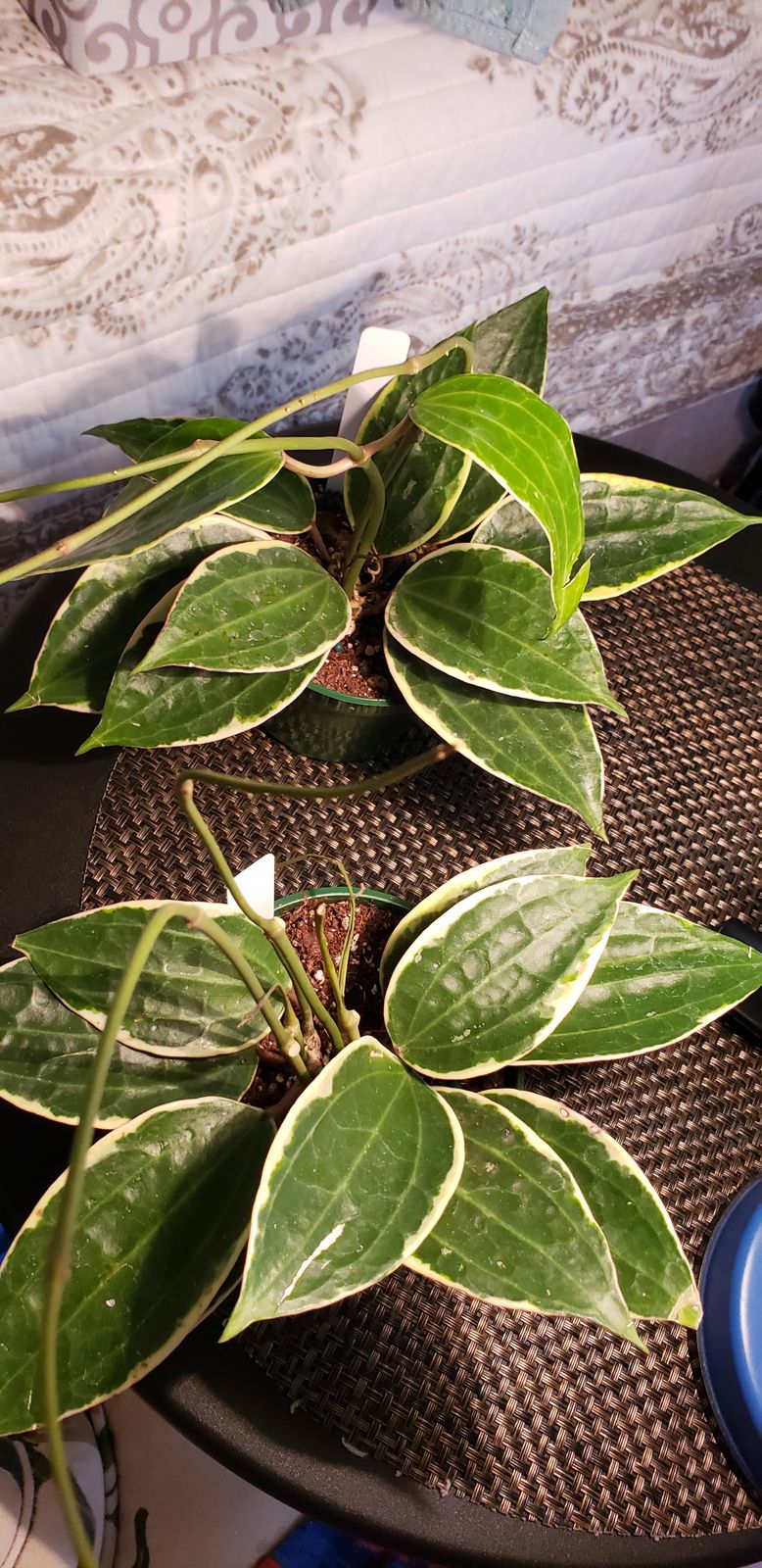 monstera knstlich Knstliche Monstera Deliciosa  Realistische Dekopflanze, 65 bis 180 cm