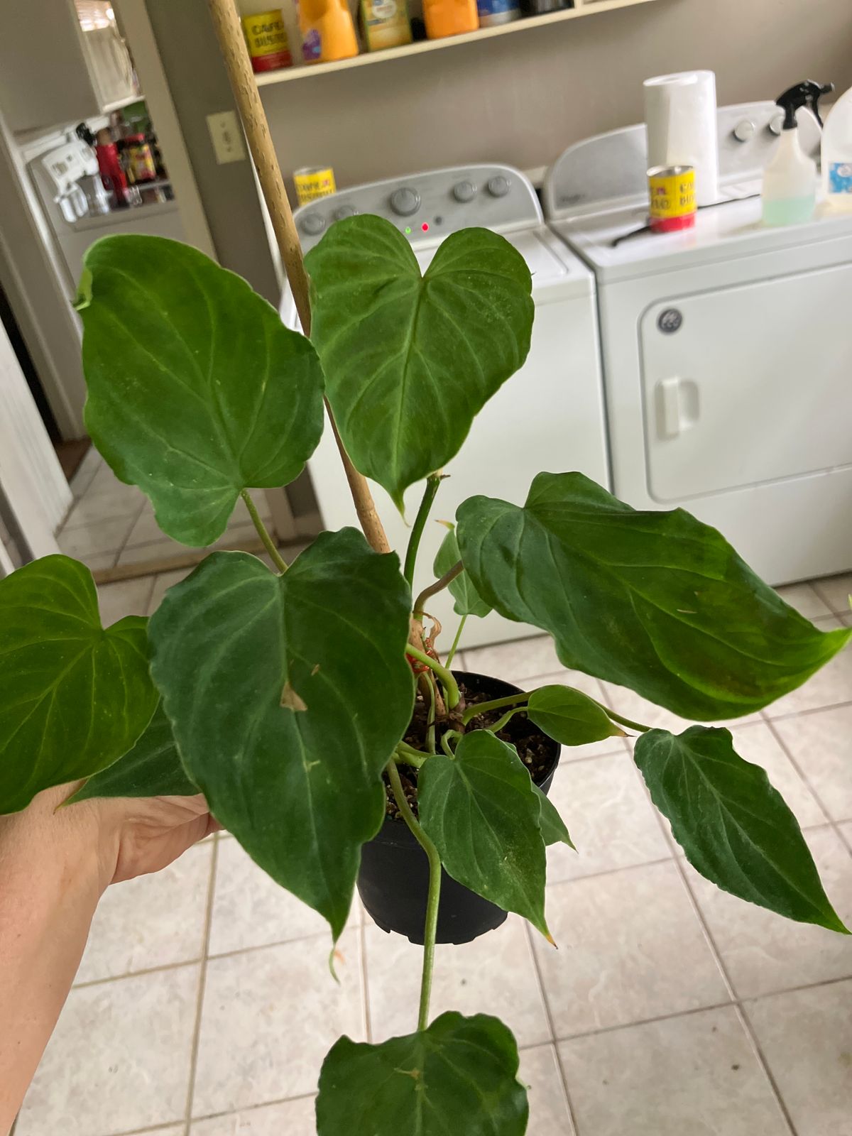 4" Philodendron 'Verrucosum'  BWH Plant Co