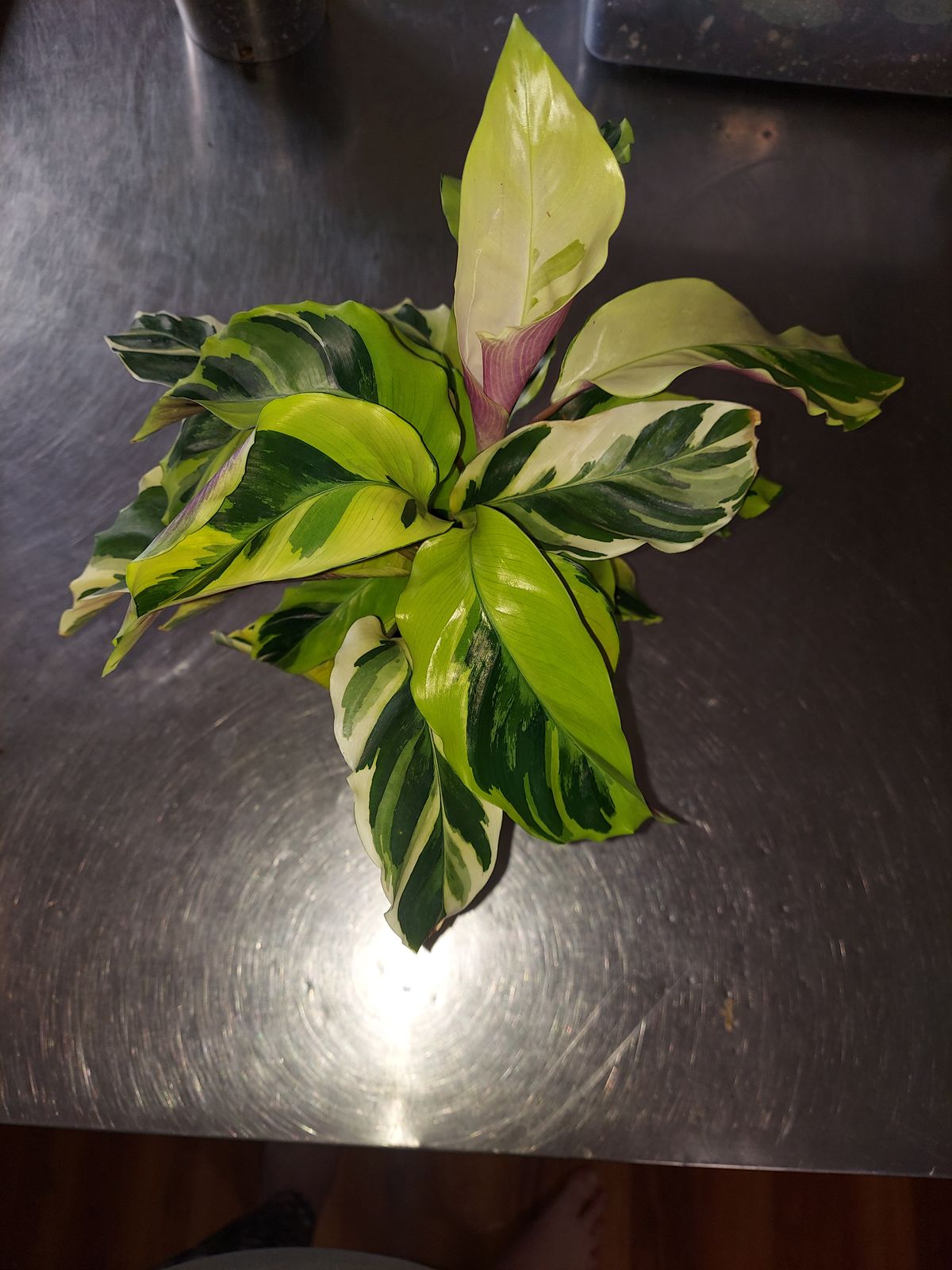 4" Calathea 'Yellow Fusion'  BWH Plant Co