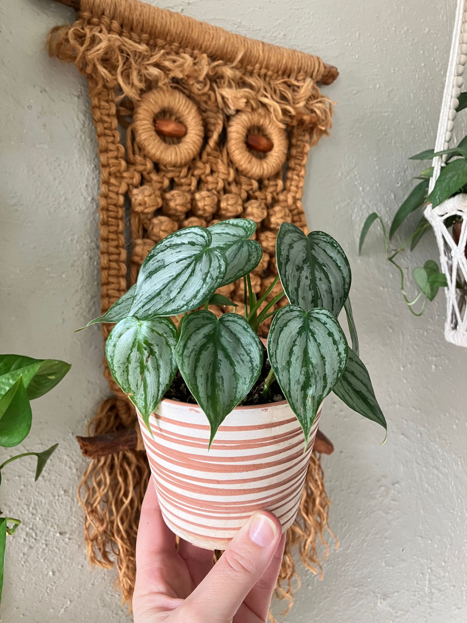 philodendron patriciae 4" Philodendron patriciae  Canopy Plant Co