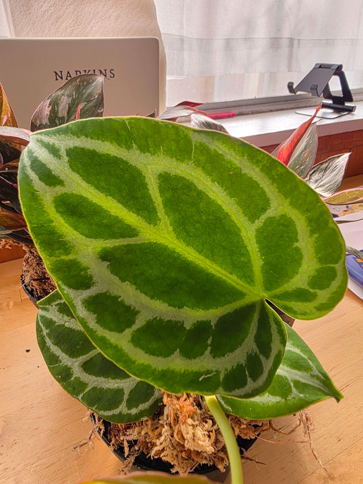 small elephant ear plant Alocasia Odora Elephant Ear  MadHappenings