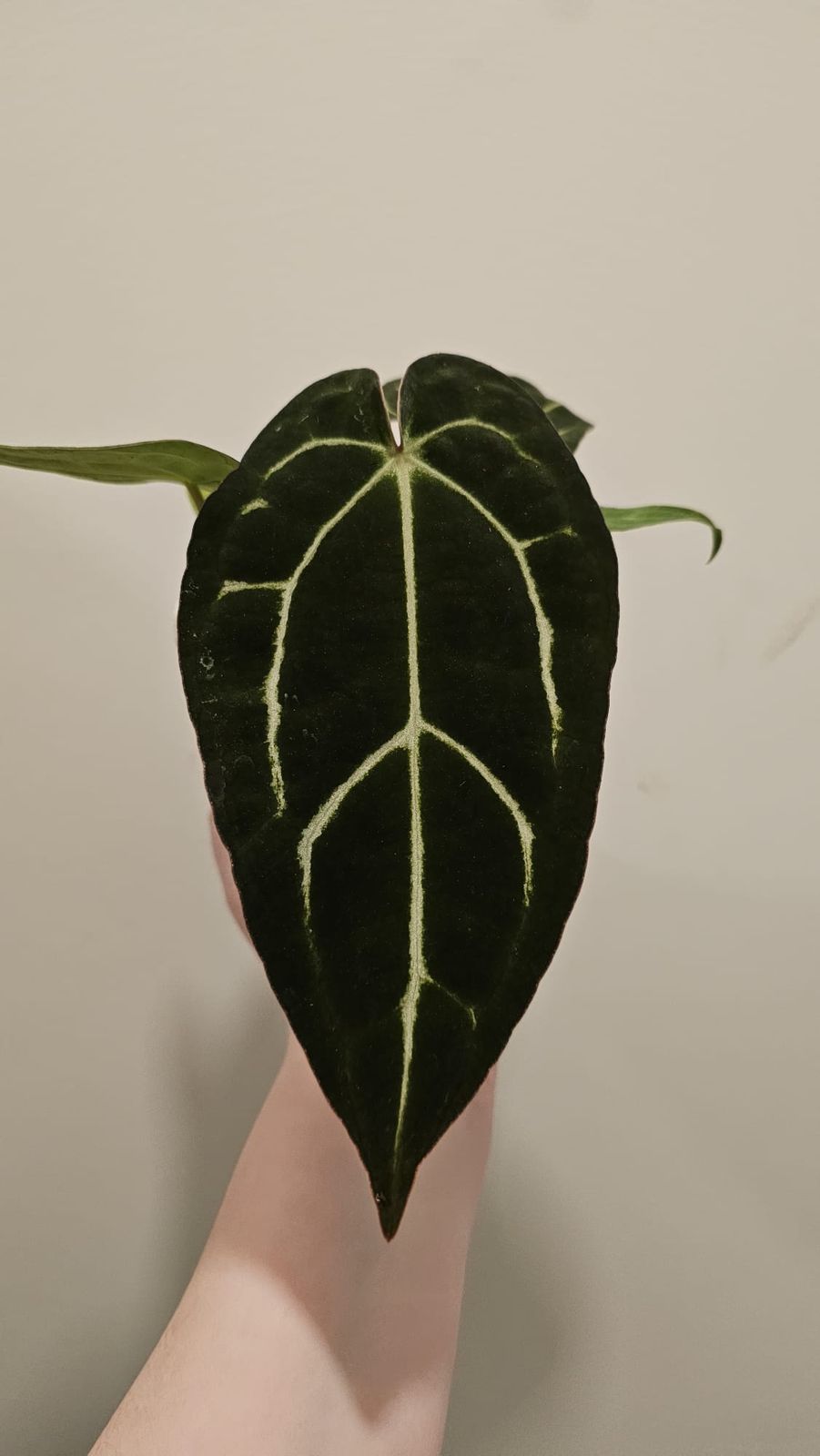 anthurium rugulosum crinitum Anthurium rugulosum 'Crinitum'