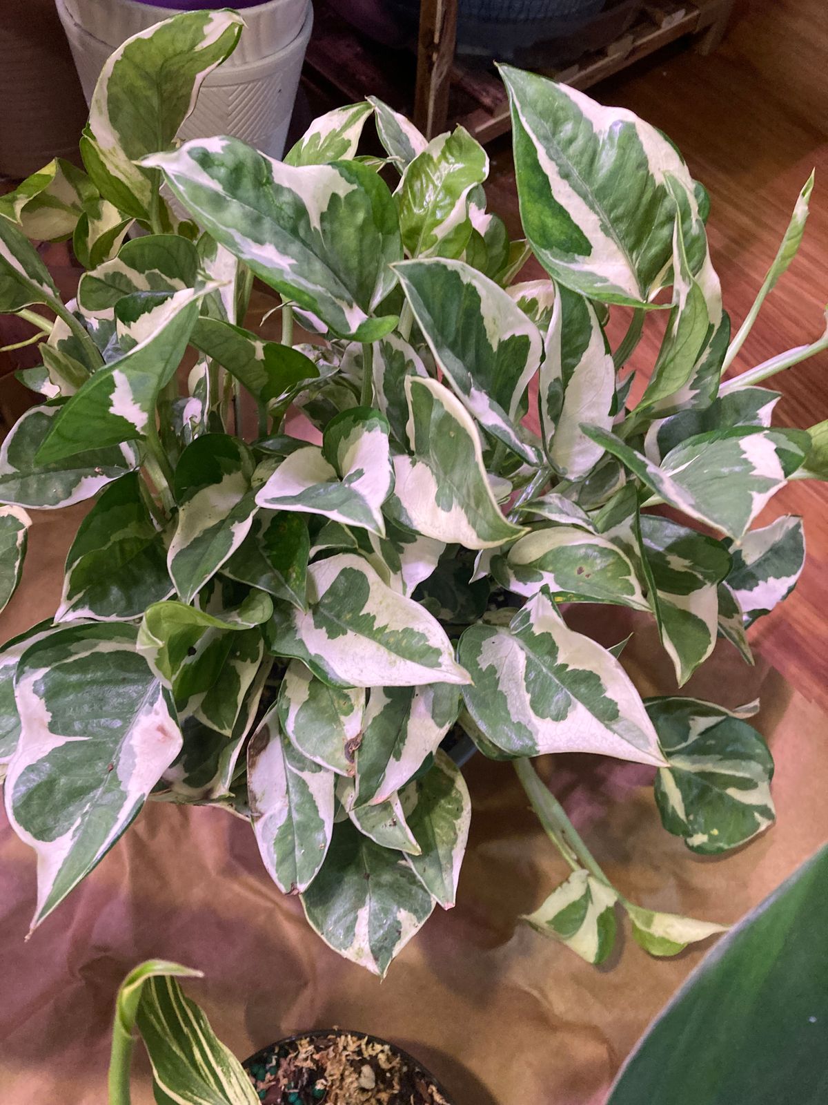 6" Pothos 'Pearls and Jade' (Hanging Basket)  BWH Plant Co