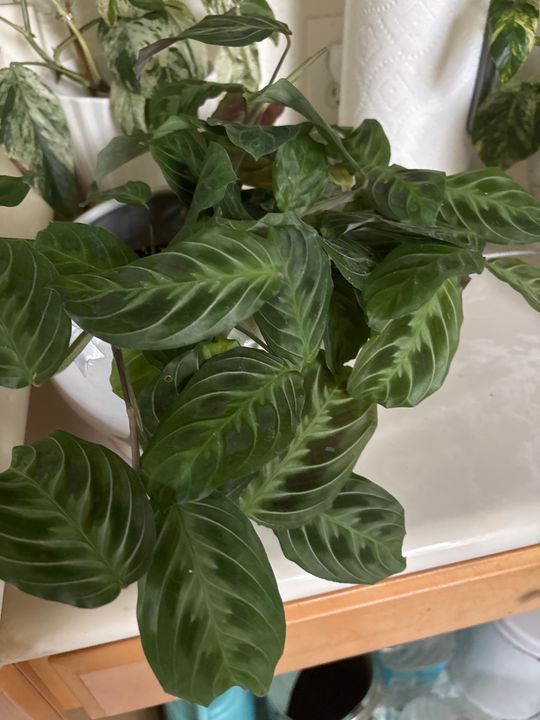 4" Maranta Black Band 'Cat's Moustache'  BWH Plant Co