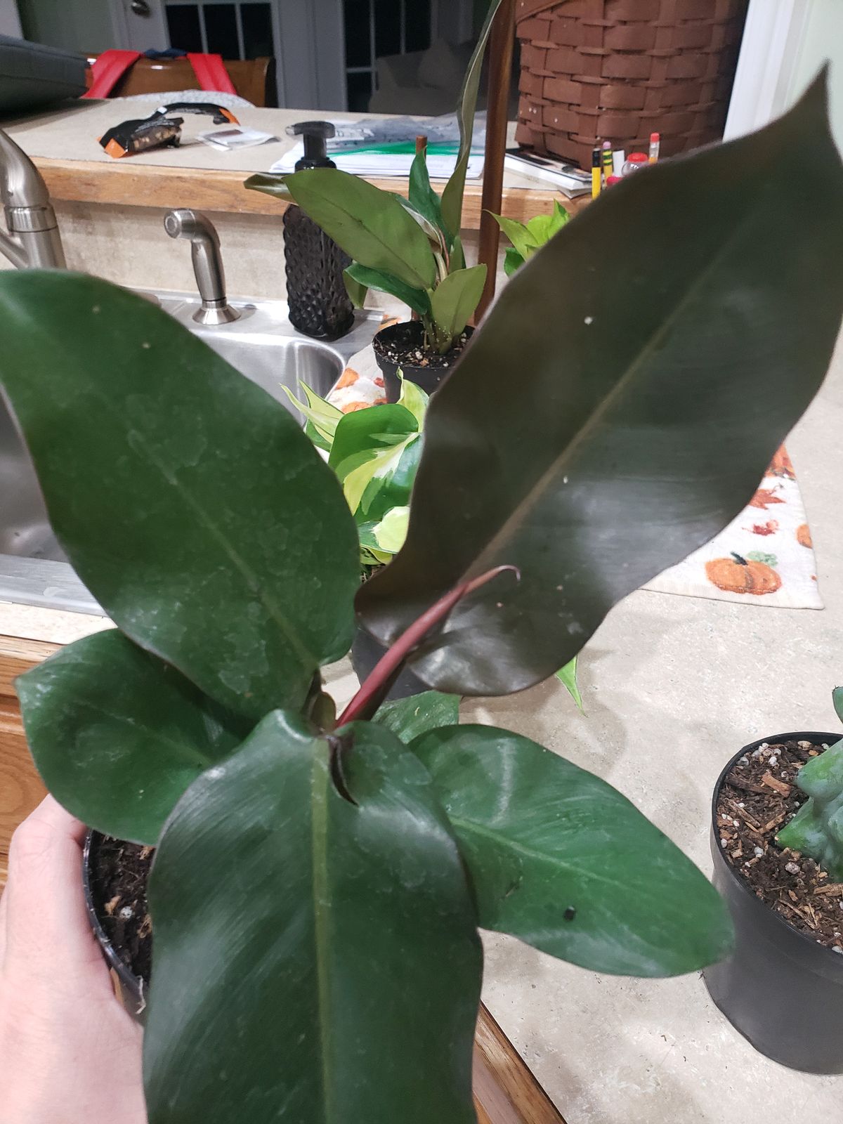 4" Philodendron 'Black Cardinal'  BWH Plant Co