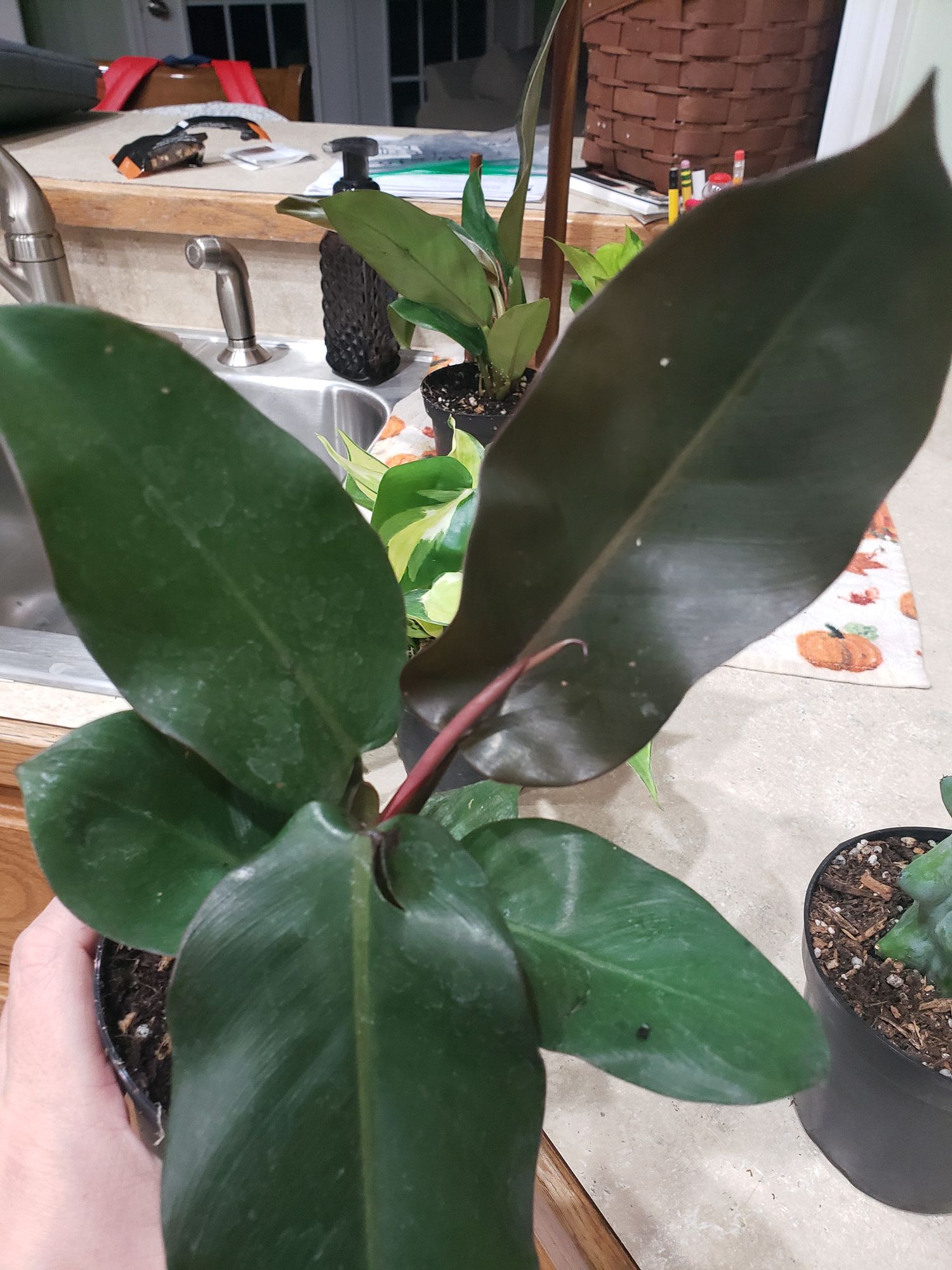 4" Philodendron 'Black Cardinal'  BWH Plant Co