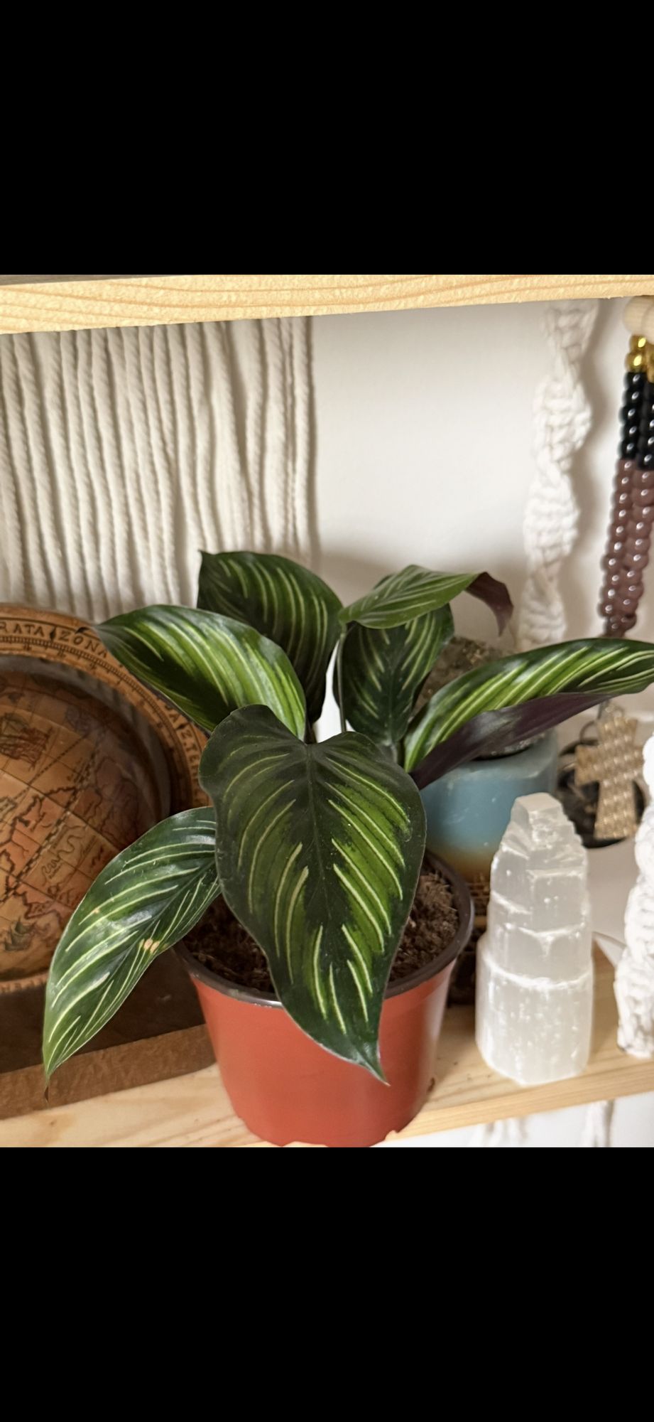 4" Calathea 'Beauty Star' - BWH Plant Co.
