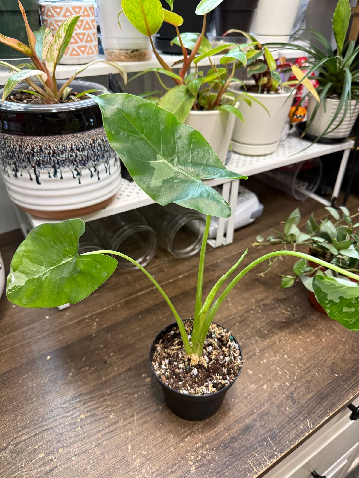zimmerpflanze feigenbaum 5 buchstaben Feigenbaum Ficus Lyrata Strauch Zimmerpflanze Ø27cm 140cm kaufen