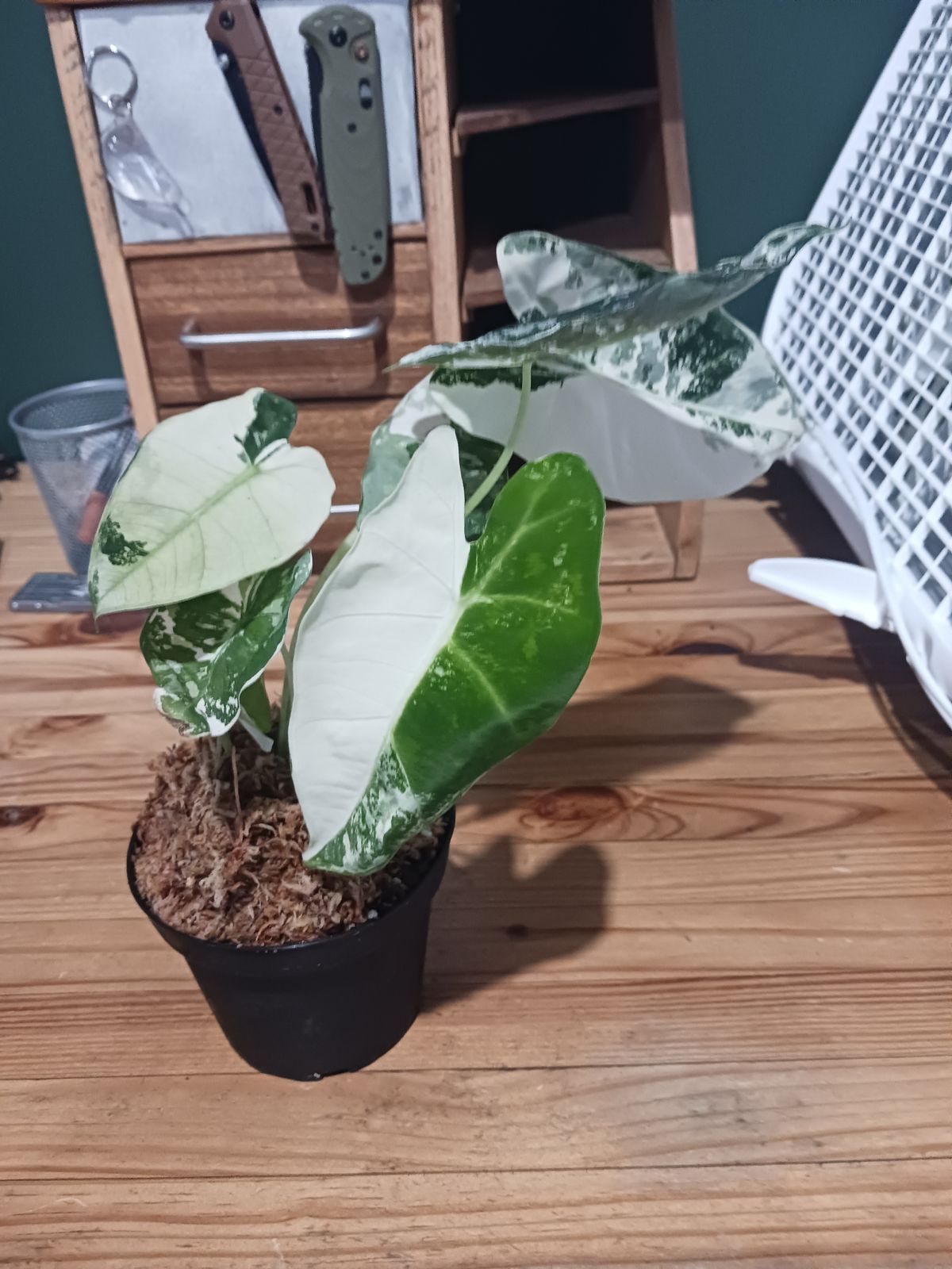 euphorbia mammillaris variegata Euphorbia mammillaris 'Indian Corn Cob' Var. – DesertScapeSucculent