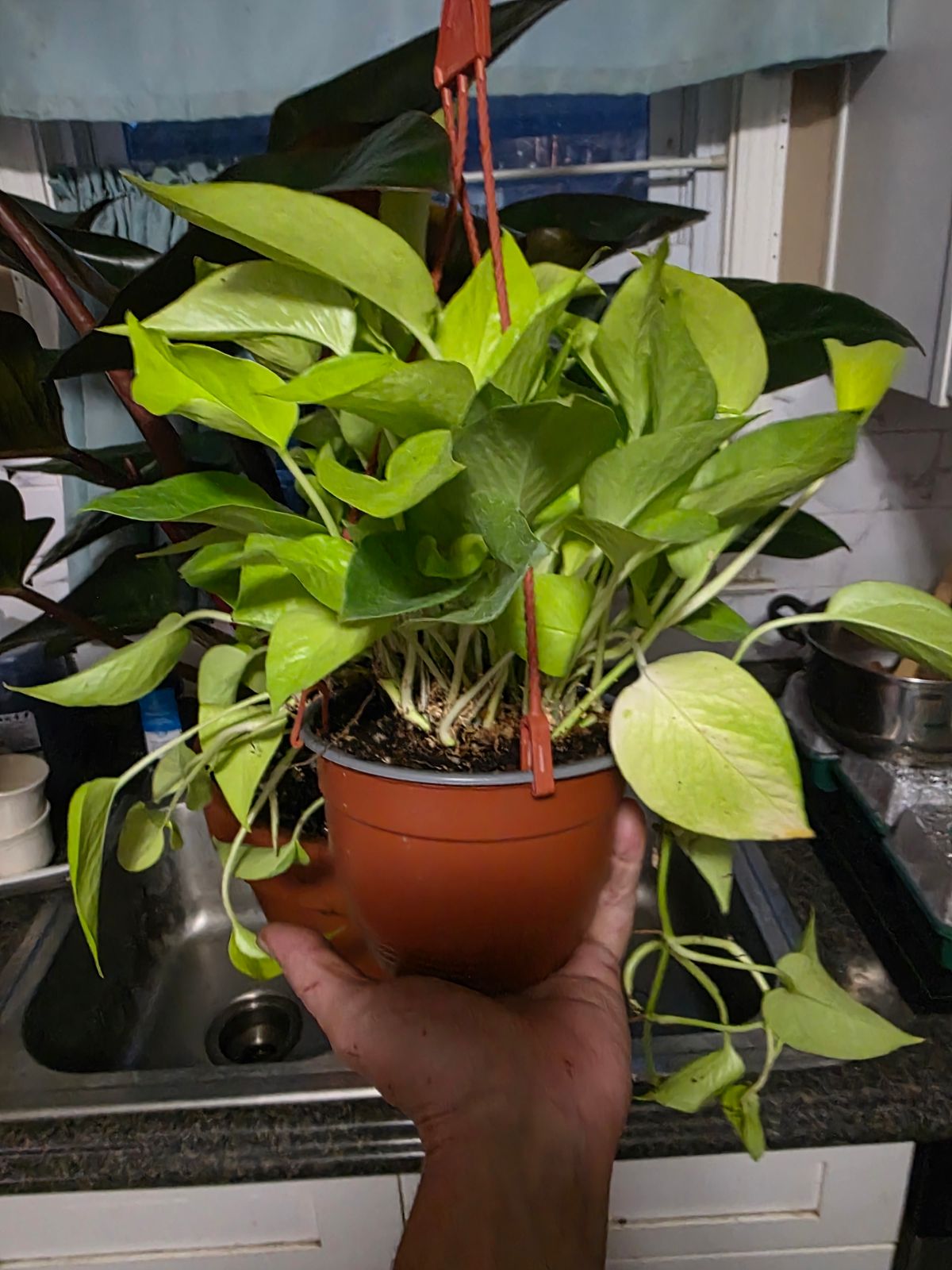 4" Pothos 'Neon'  BWH Plant Co