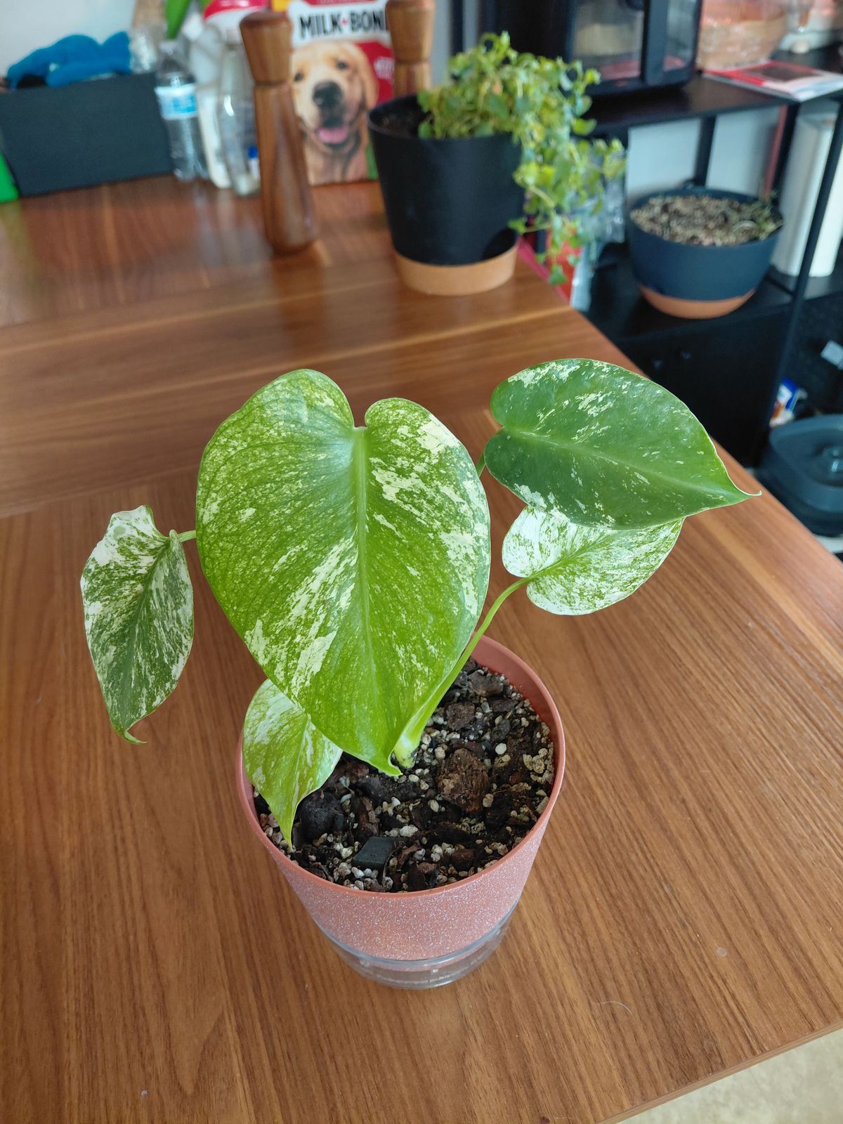 philodendron serpens Discover the Exotic Beauty of Philodendron Serpens with Hairy Petioles   Plantlovers