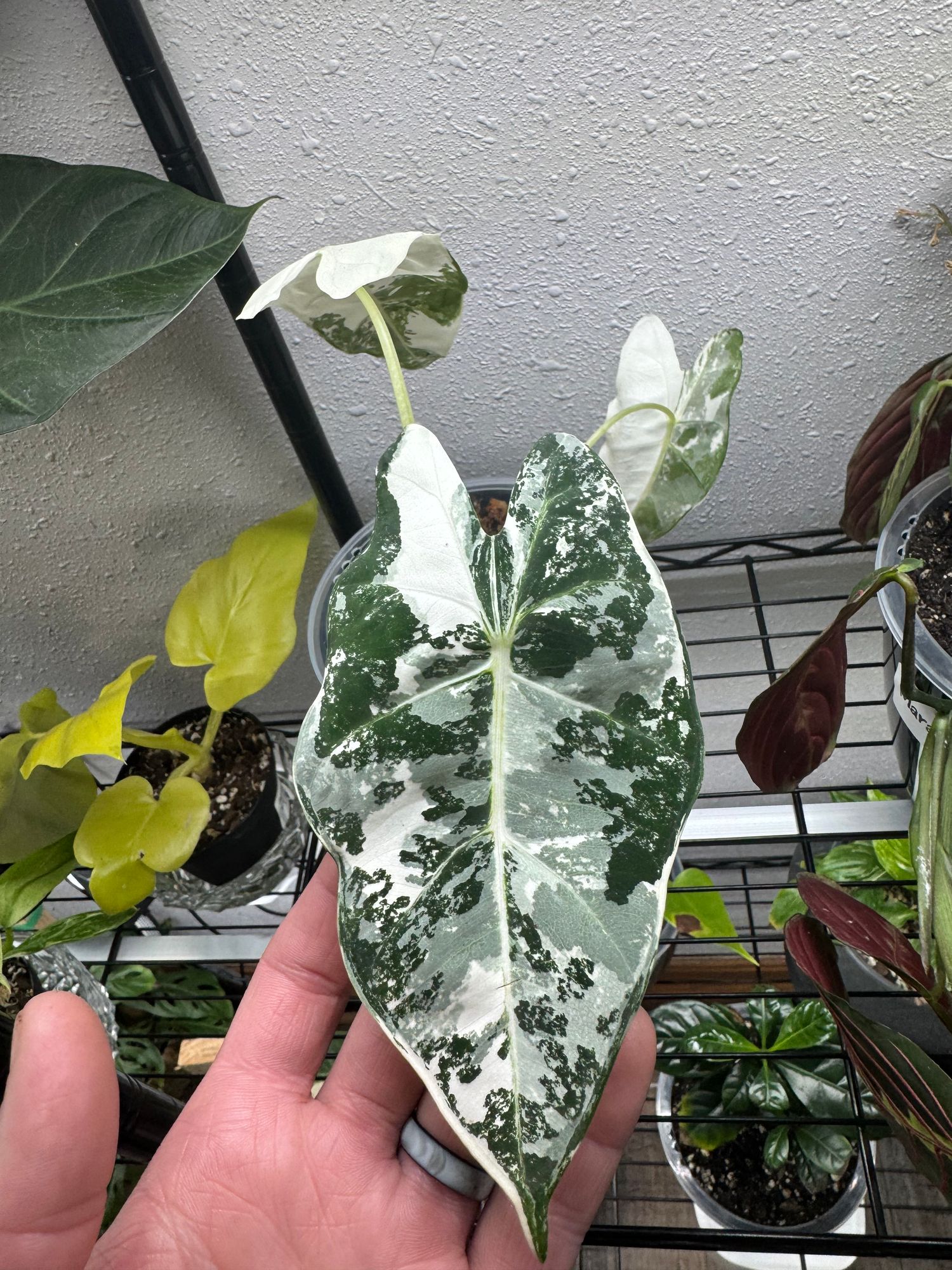4" Variegated Alocasia 'Frydek'  BWH Plant Co