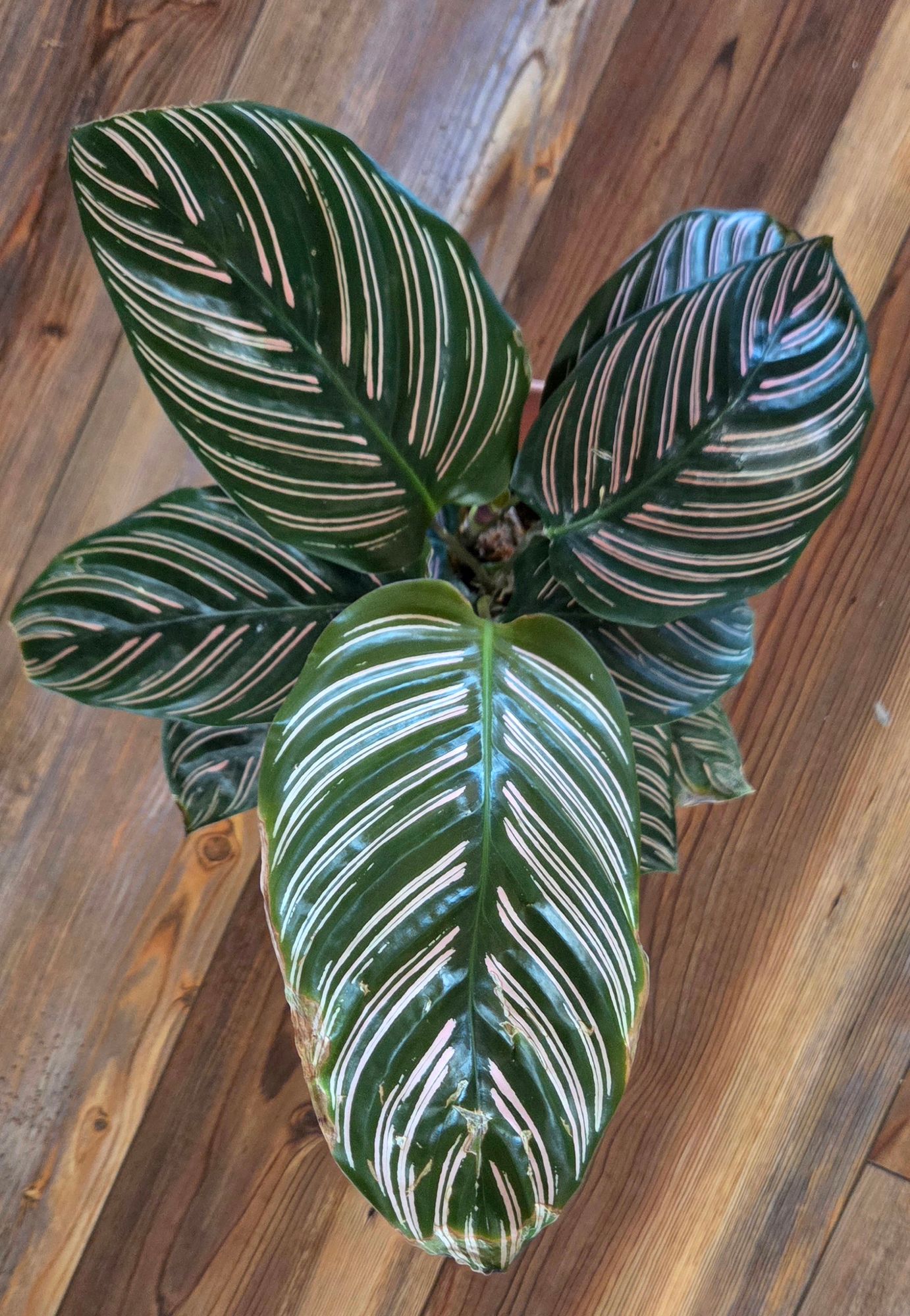 6" Calathea Ornata 'Pin Stripe'  BWH Plant Co