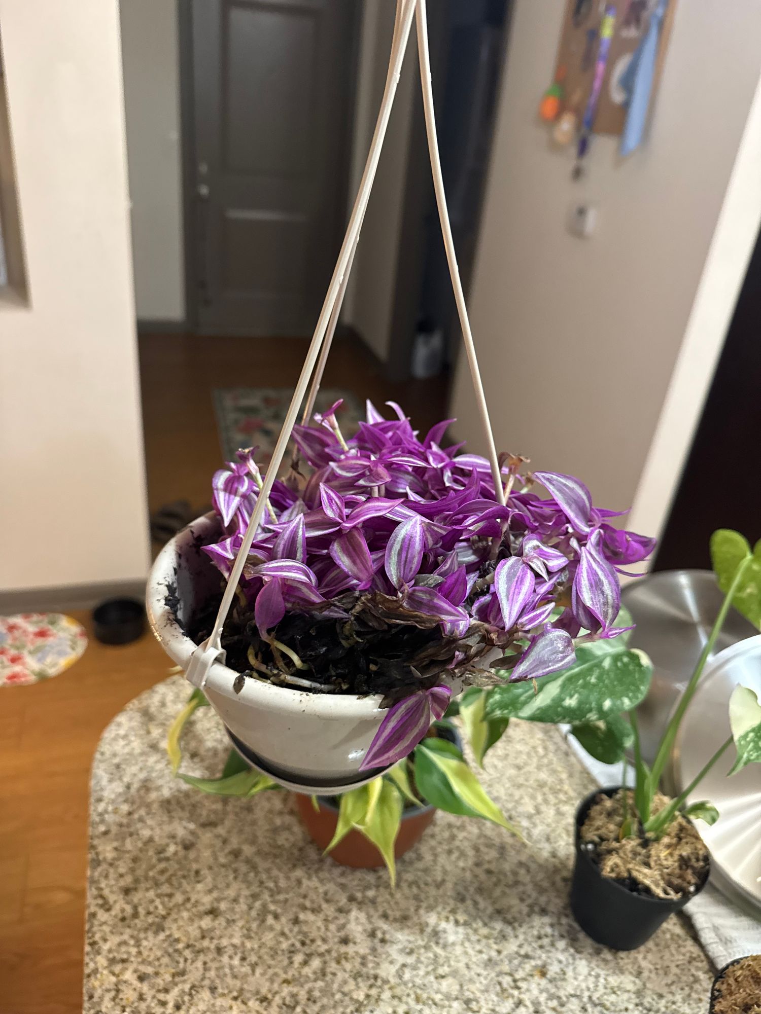 6" Tradescantia 'Pink Paradise' (Hanging Basket)  BWH Plant Co