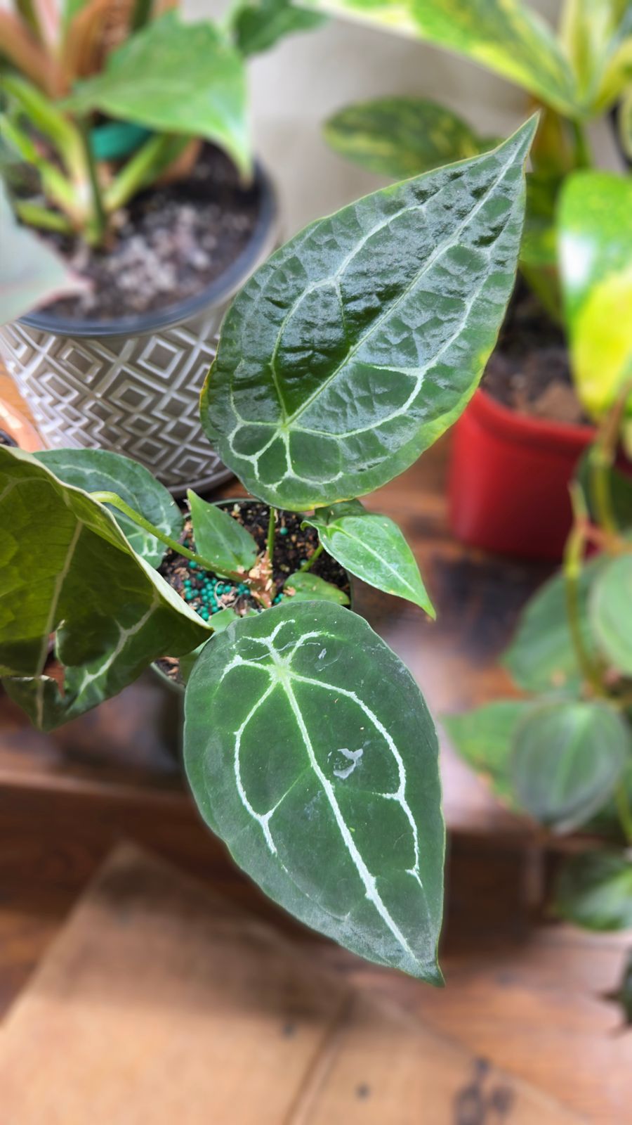4" Anthurium 'Forgetii Hybrid'  BWH Plant Co