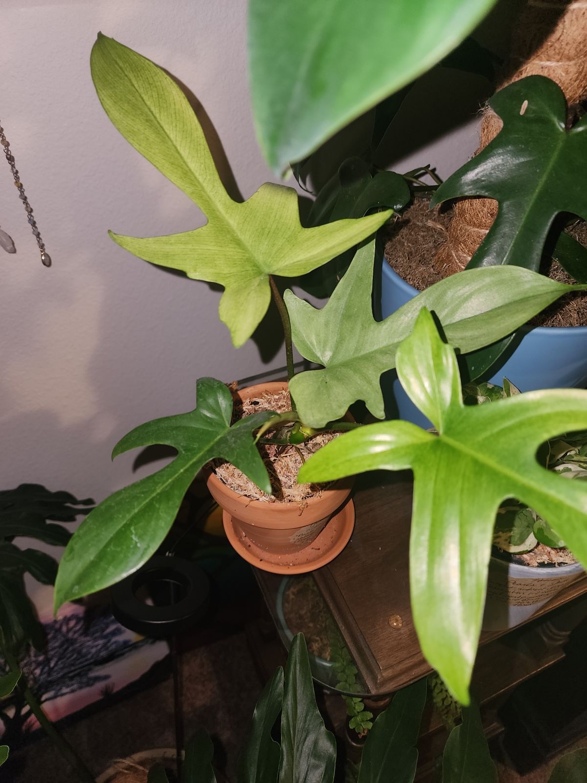 4" Philodendron 'Florida Ghost' - BWH Plant Co.