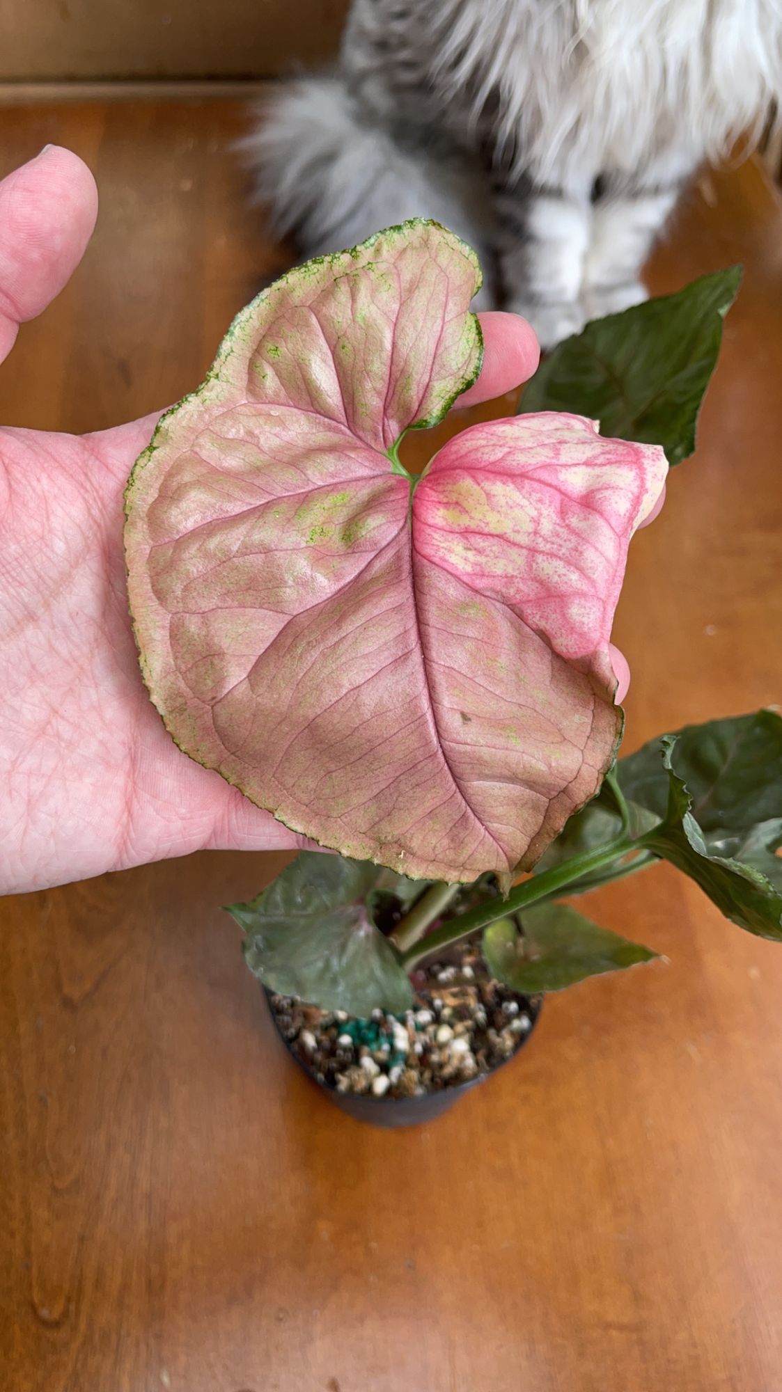 4" Syngonium 'Strawberry Ice' (low color)  BWH Plant Co