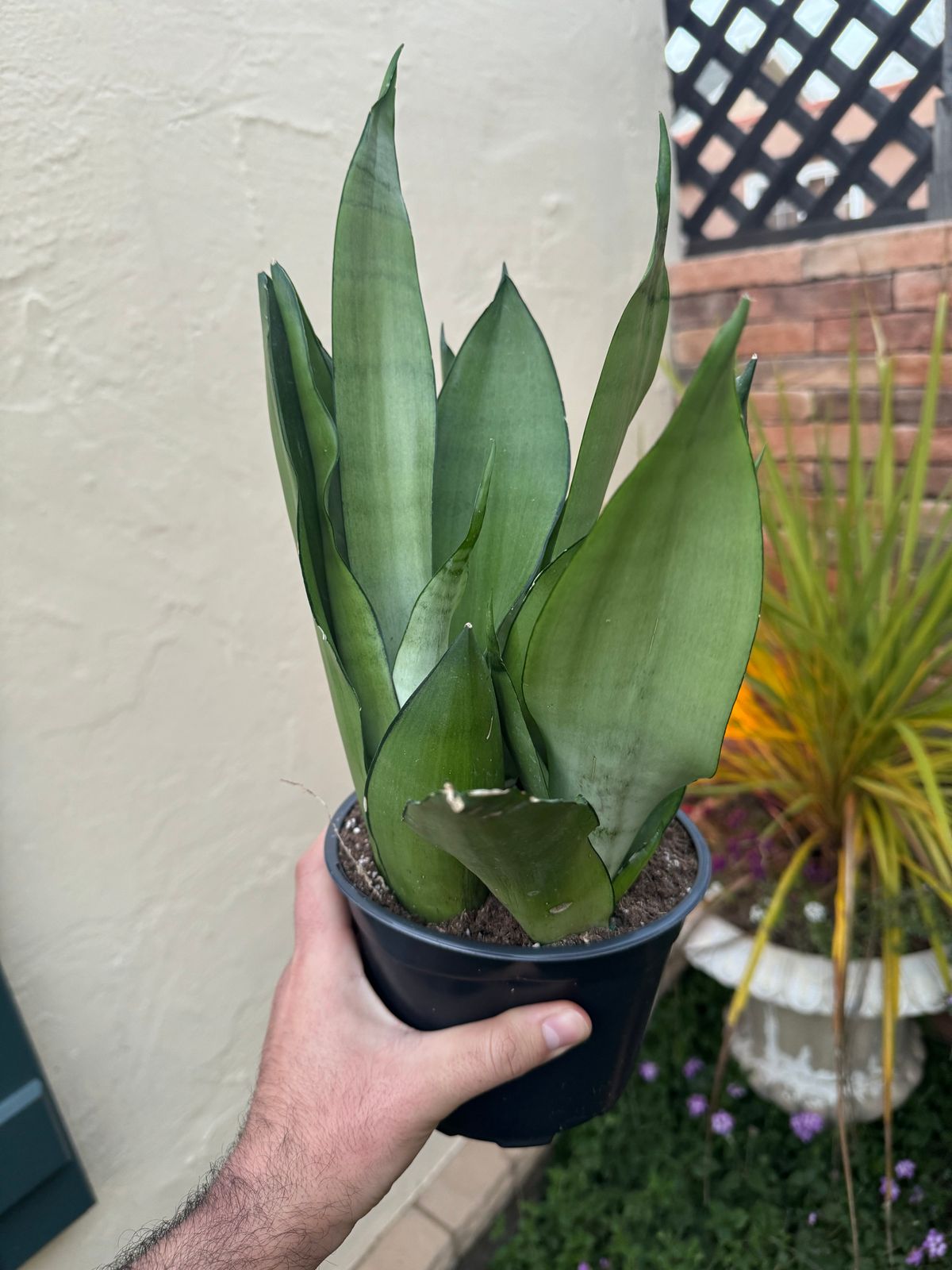 6" Sansevieria 'Moonshine'  BWH Plant Co