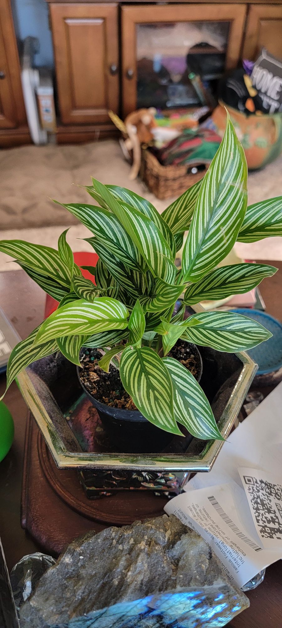 4" Calathea 'Vitatta' - BWH Plant Co.