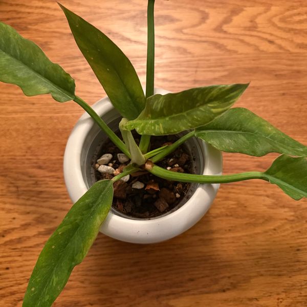 4" Philodendron 'Ring of Fire'  BWH Plant Co