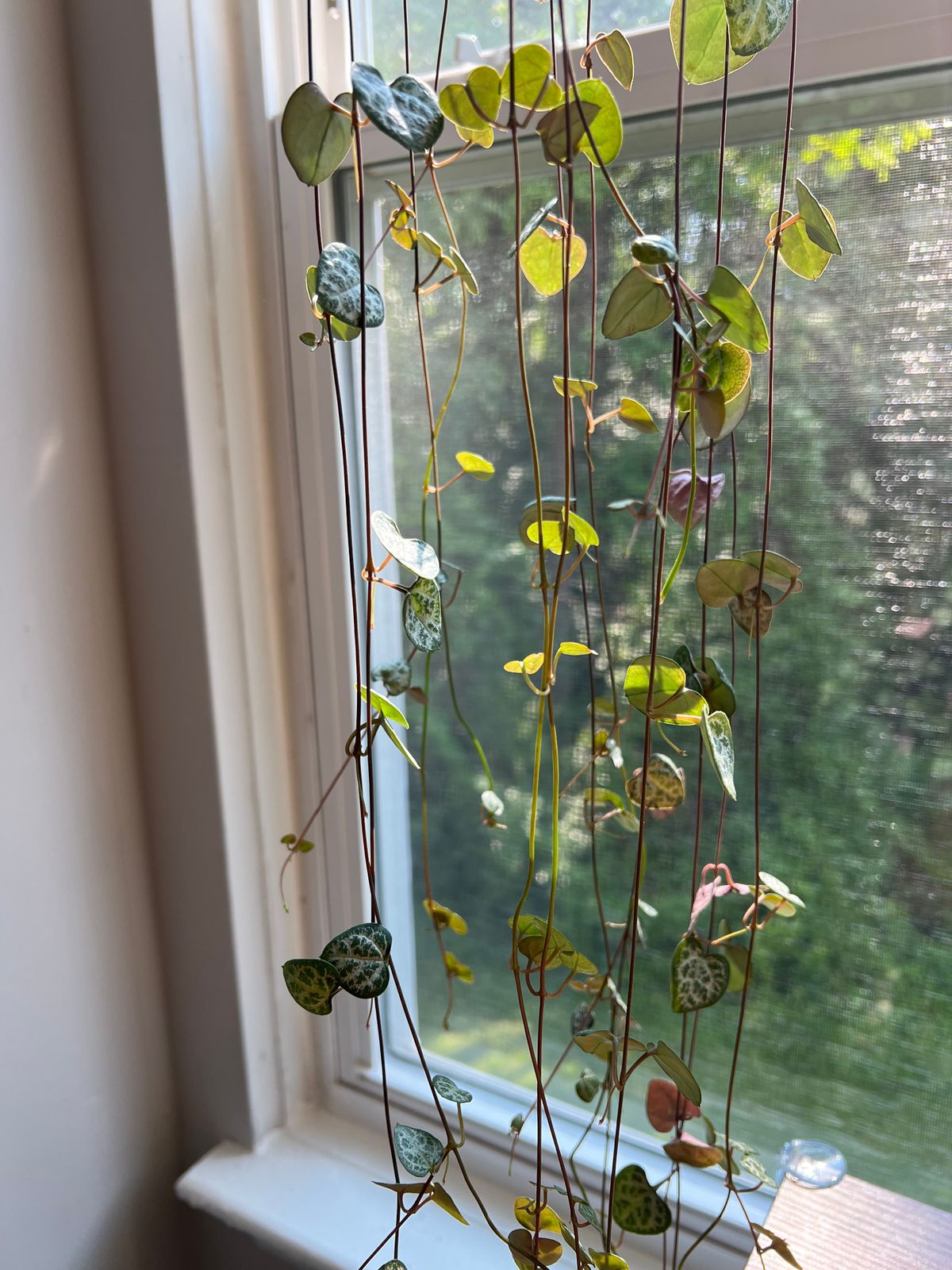 4.5" Ceropegia Woodii 'String of Hearts' (Hanging Basket)  BWH Plant Co