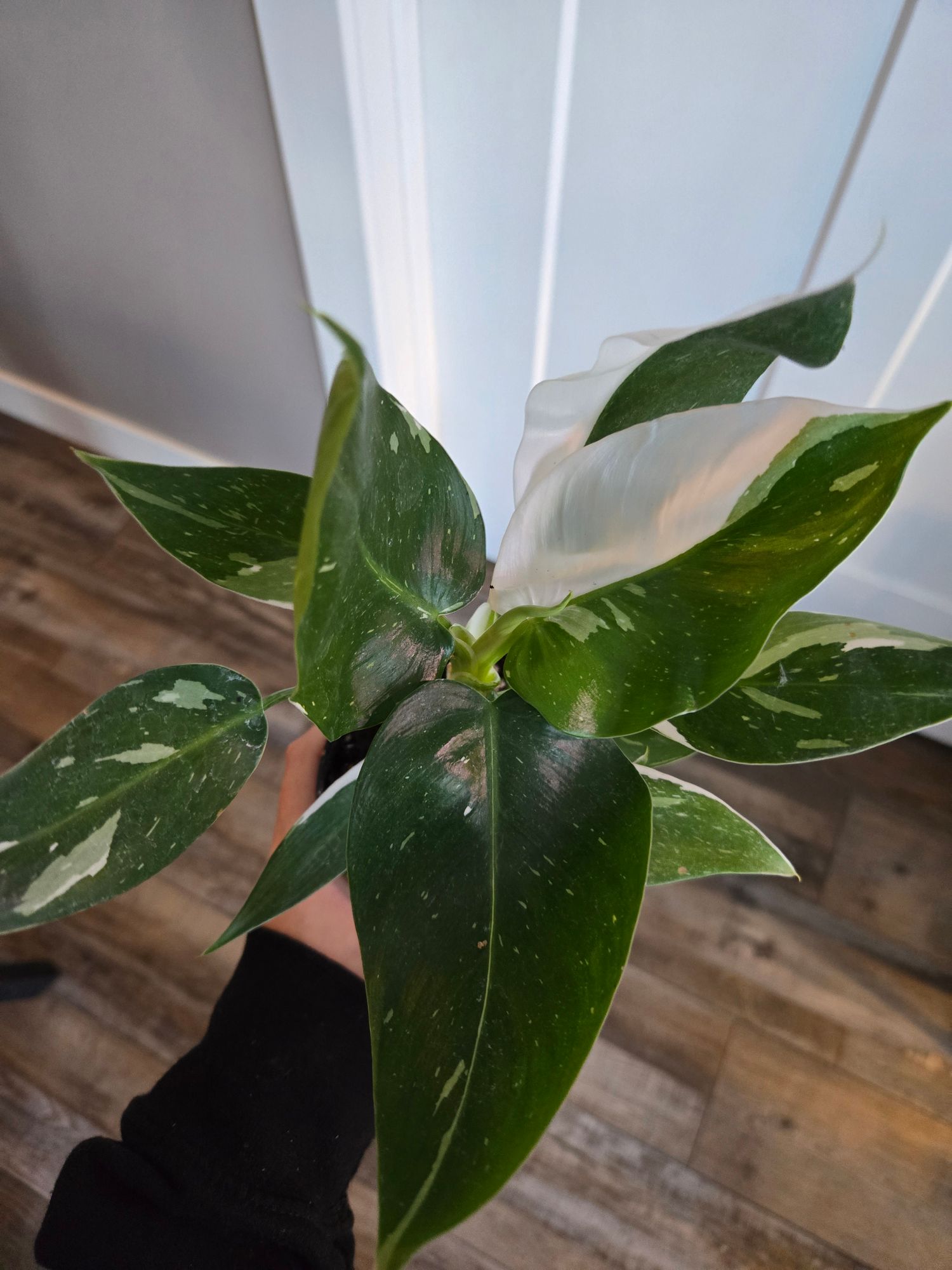 4" Philodendron 'White Wizard'  BWH Plant Co