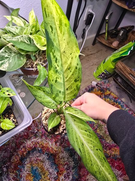 6" Dieffenbachia 'Camouflage'  BWH Plant Co