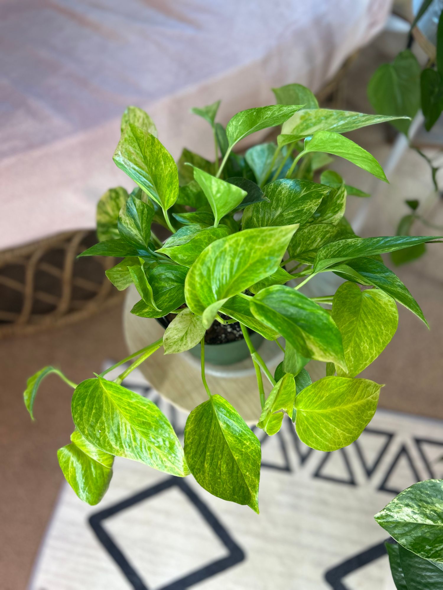 planting tiger lily Tiger Lily Plant for Sale